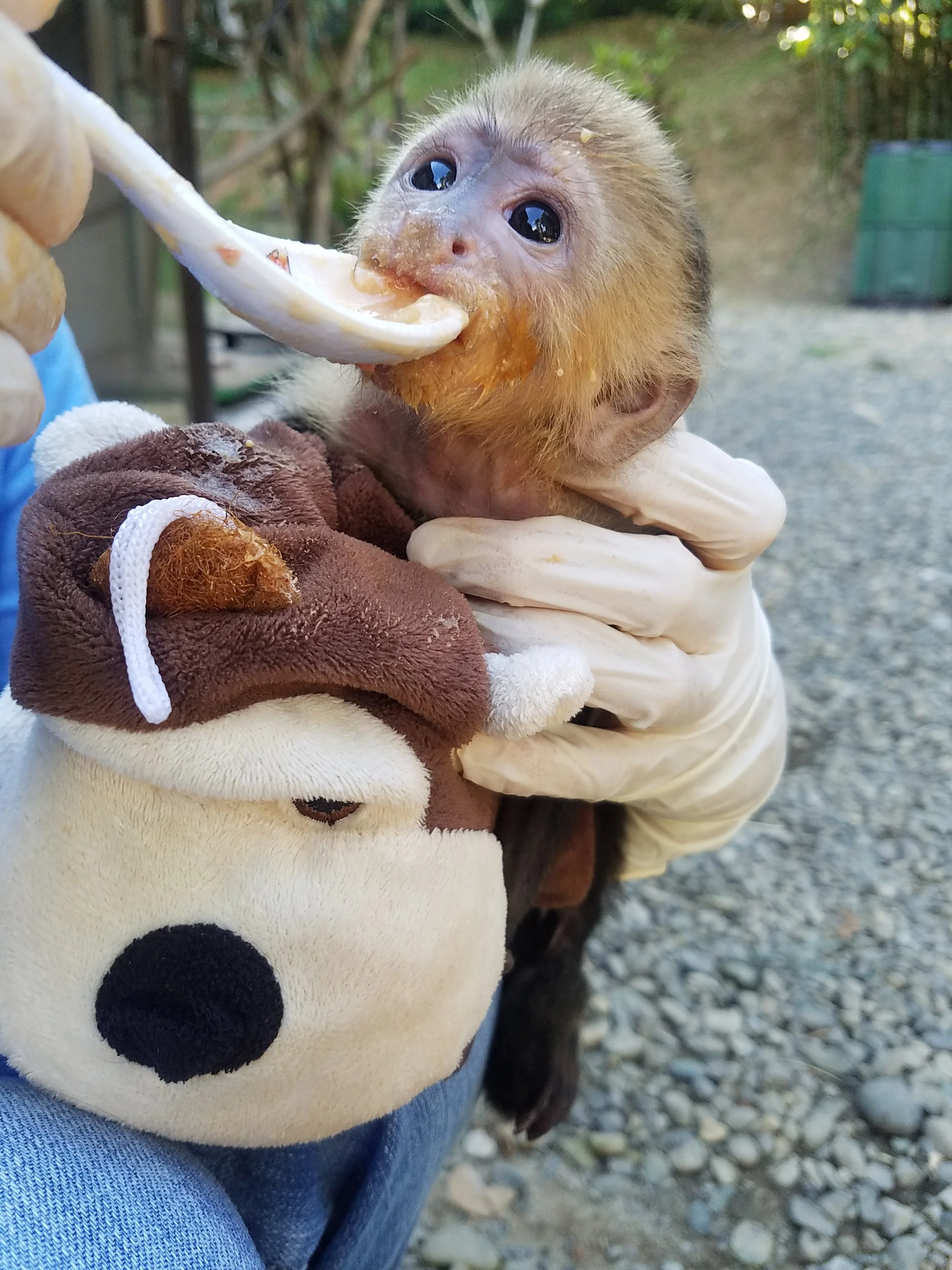 Abu eat 1.jpg