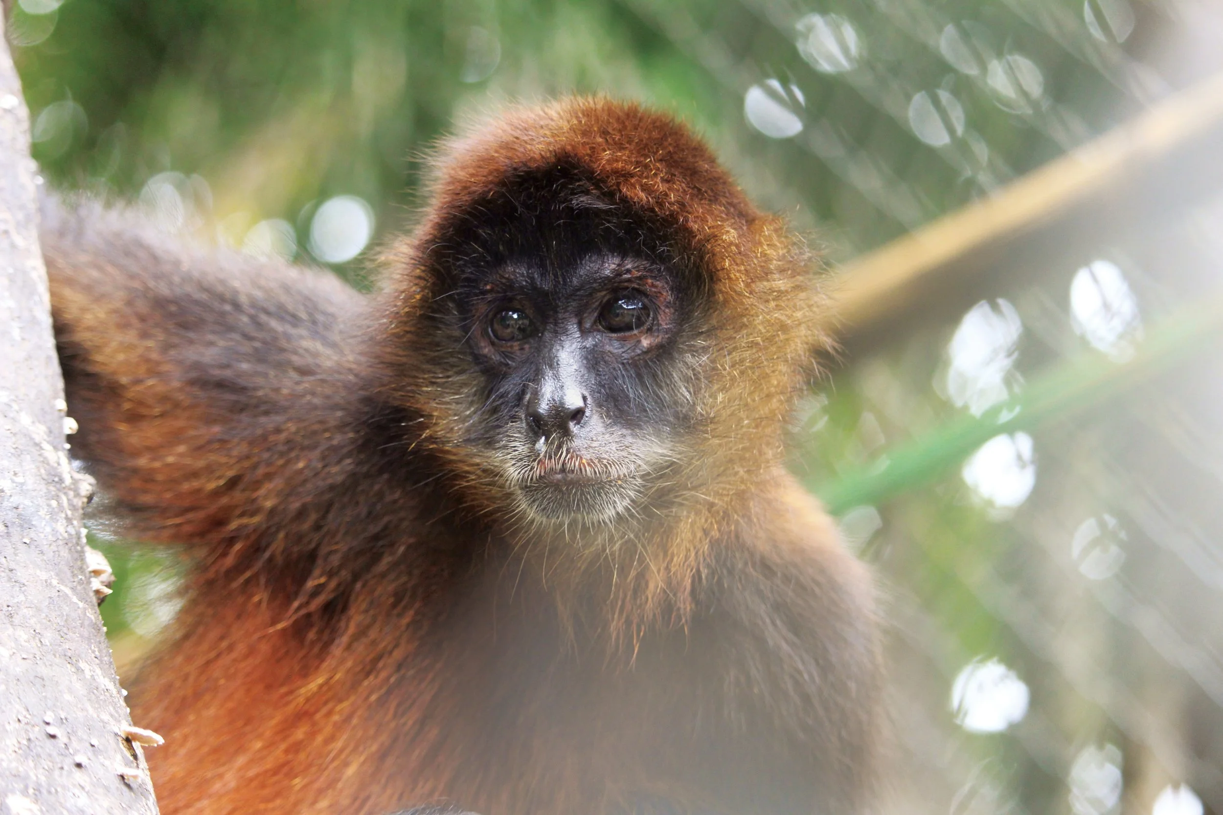 final pic spider monkeys.jpg