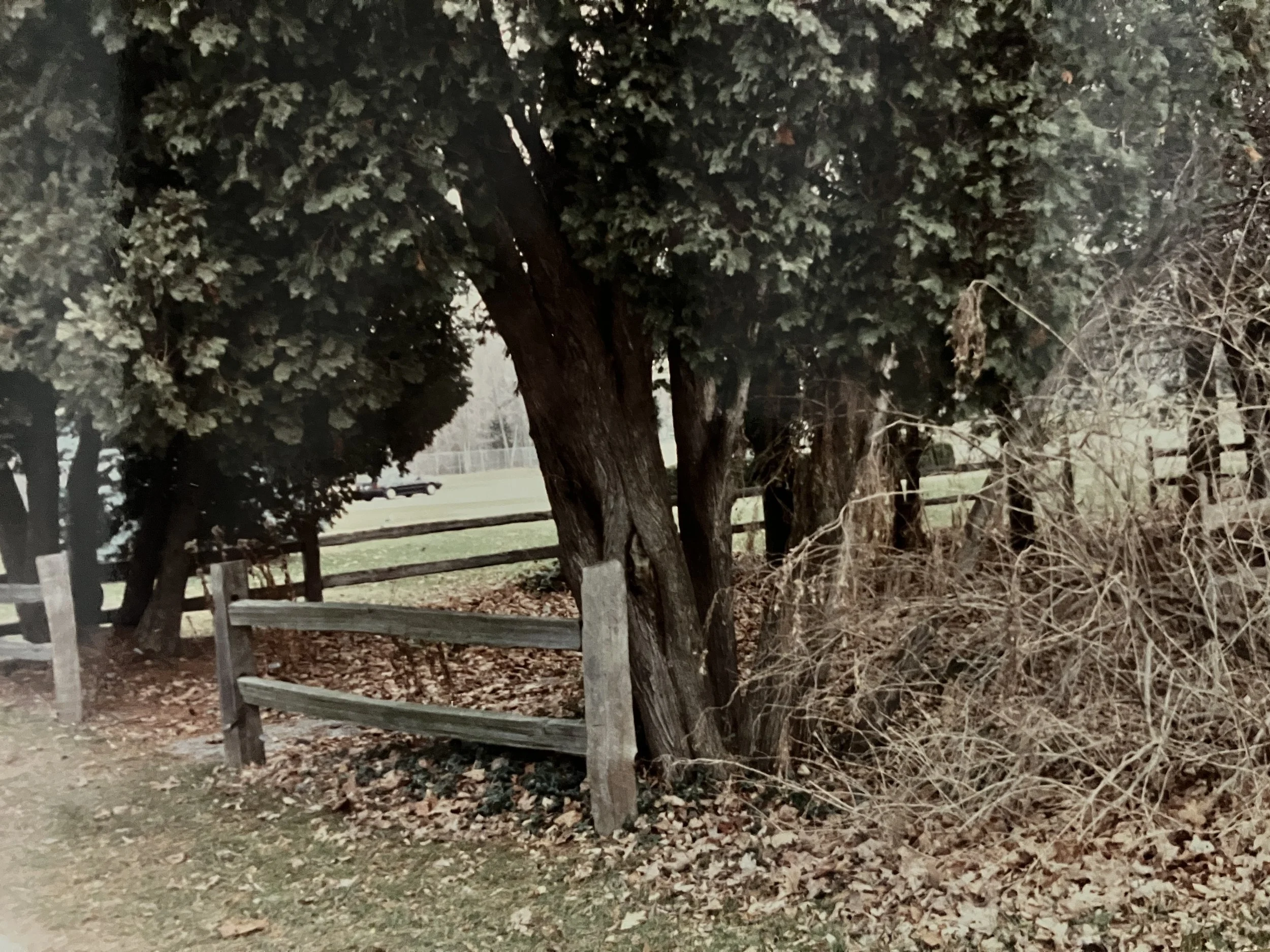 IMG_5495.jpeg