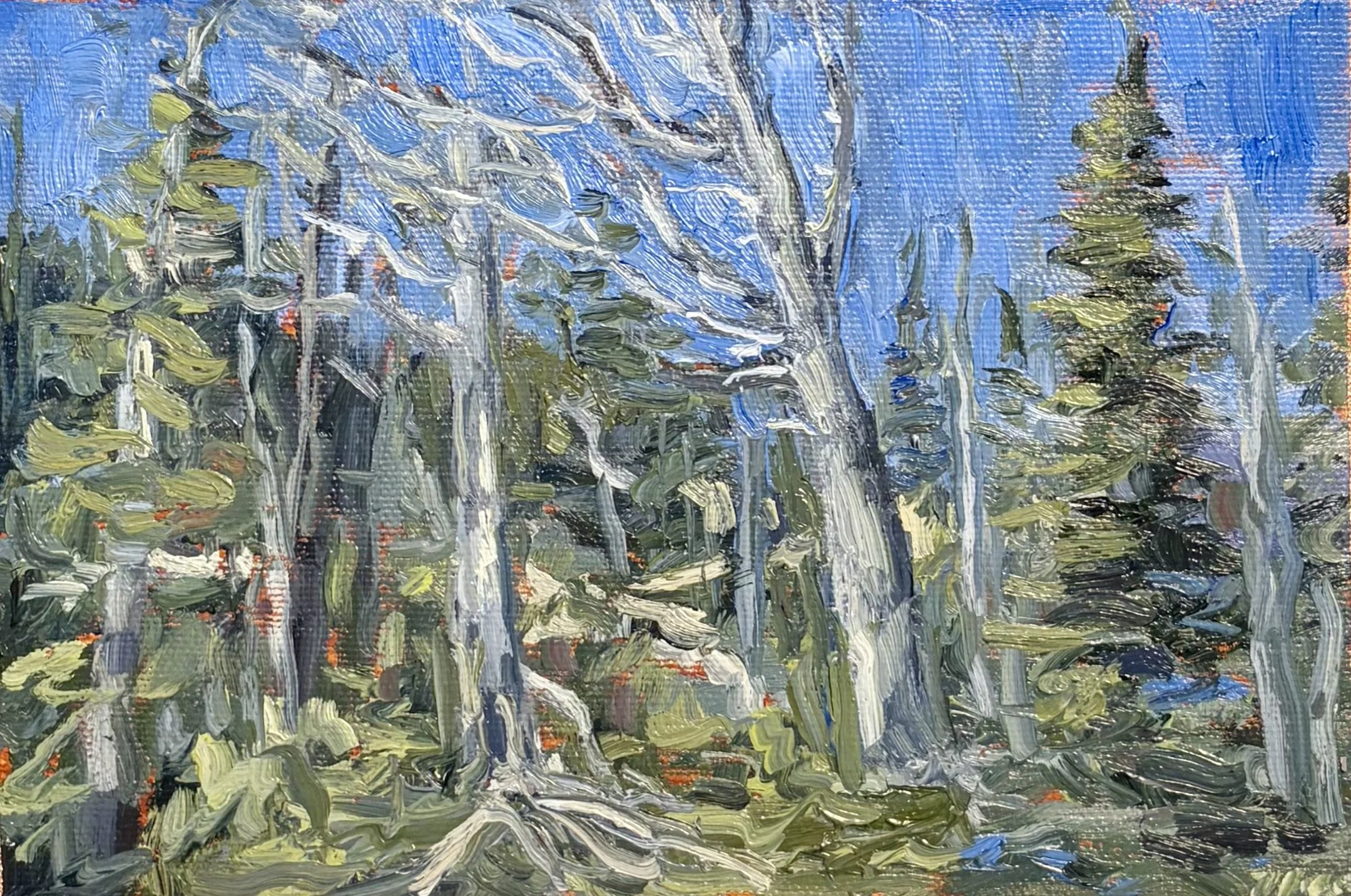 Day 8/100 - Whistler Mtn Alpine Trees