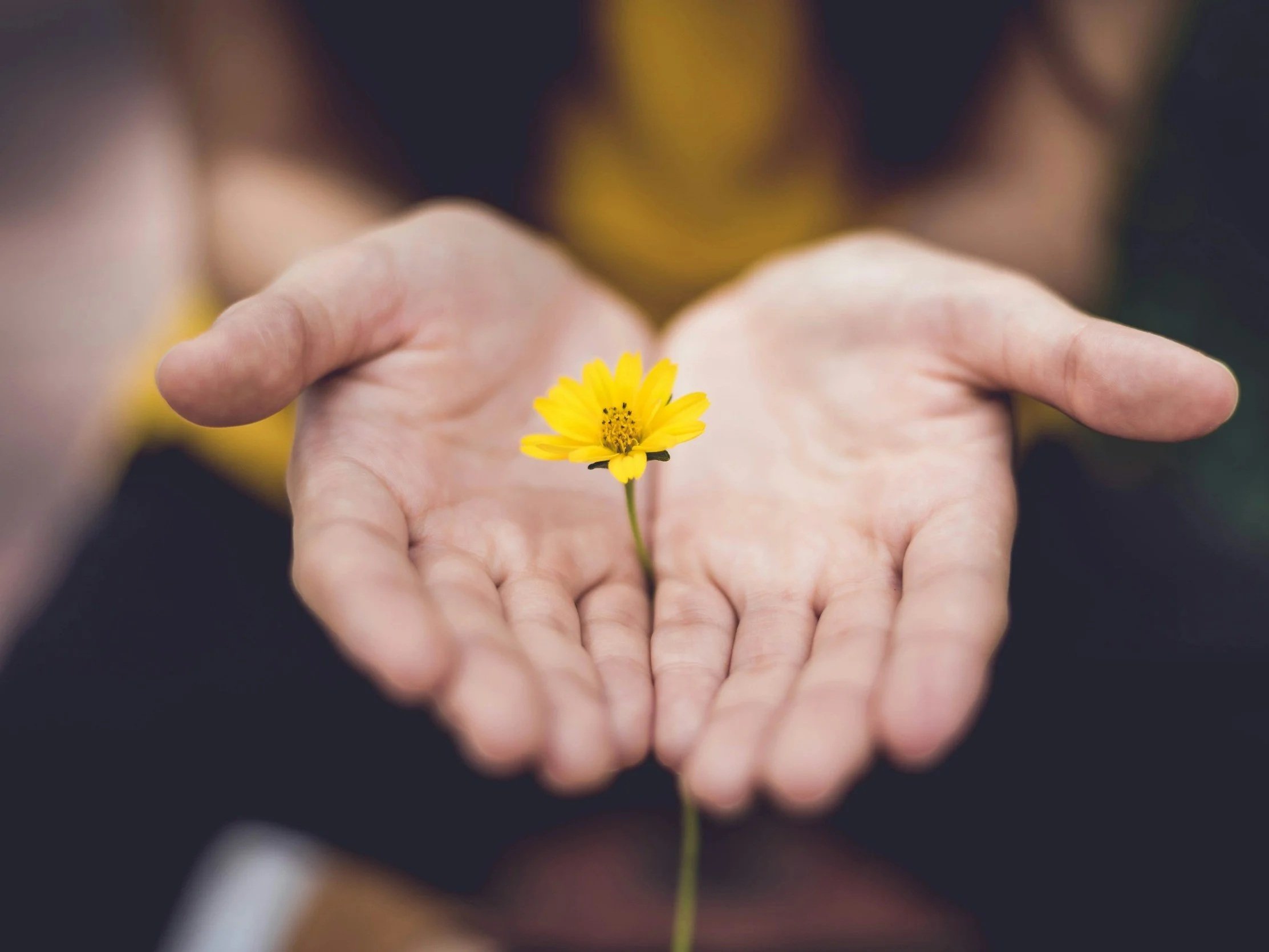 A person holding a small yellow flower between their palms.