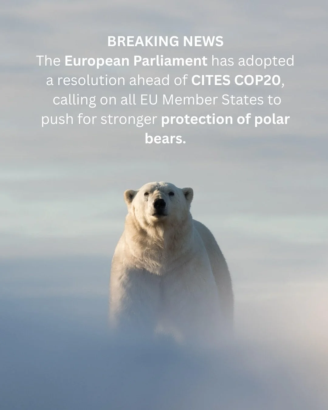 BREAKING NEWS::
The European Parliament @europeanparliament has adopted a resolution ahead of CITES @cites COP20, calling on all EU Member States to push for stronger protection of polar bears and to address the threats posed by the trade in trophies