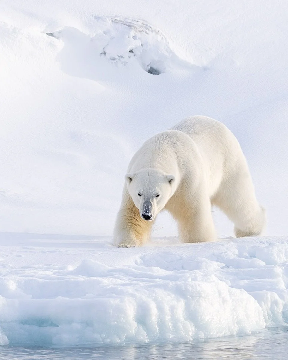 Last night in Samarkand, Uzbekistan, we held what was undoubtedly the most important screening Trade Secret @tradesecretfilm has ever had - and perhaps ever will have. 
At the Hotel Minyon, where many of the 4,000 delegates attending the 20th Meeting
