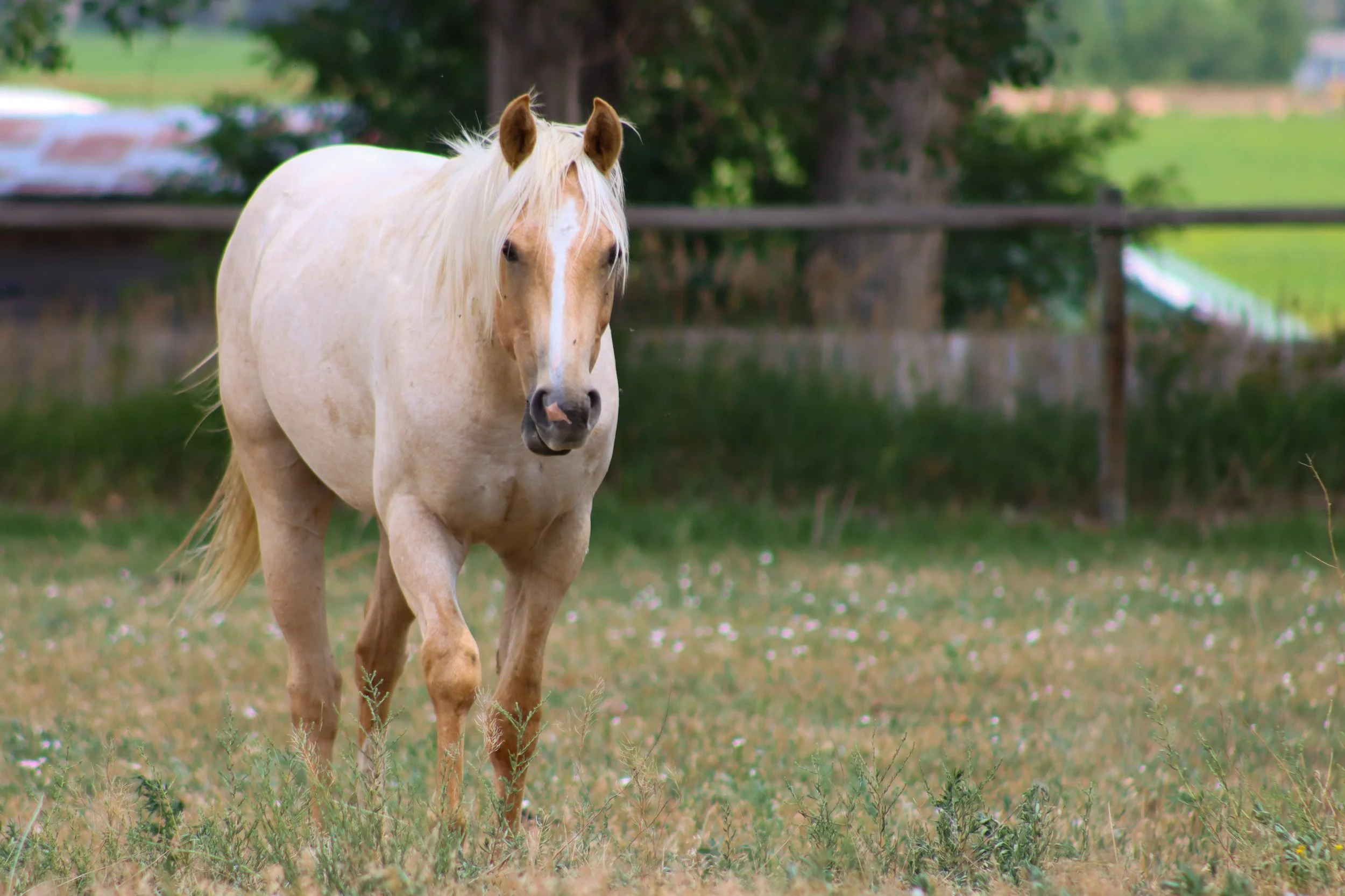 Client Horse Spotlight: French Seeker