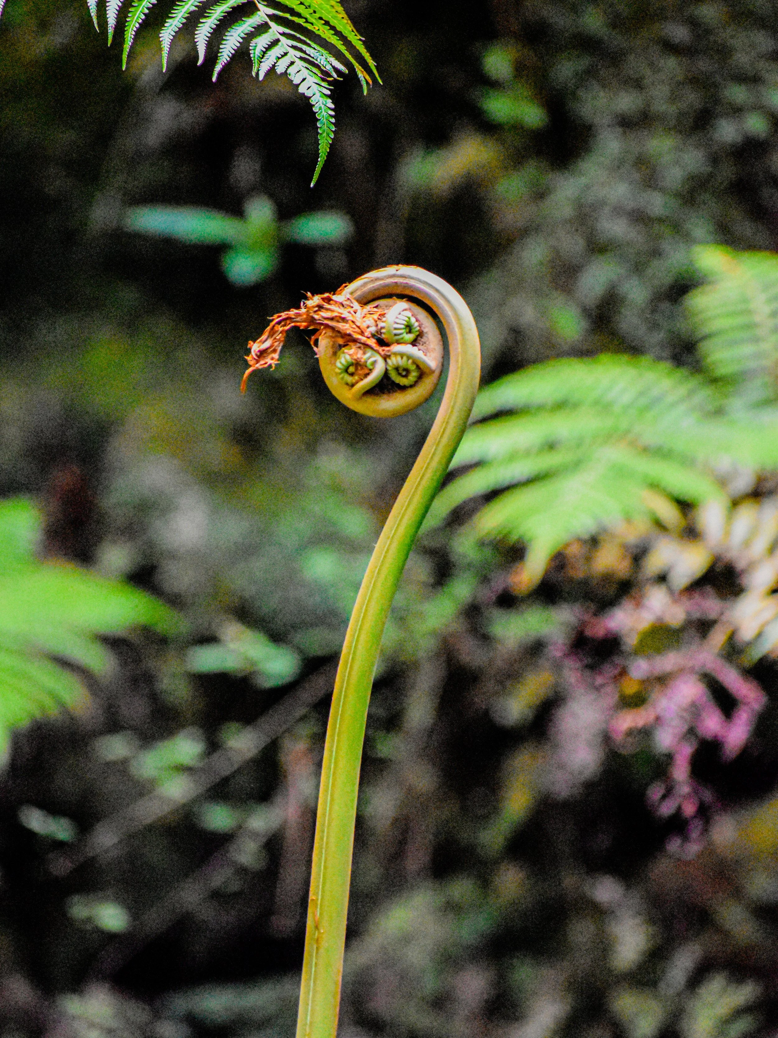 Uluhe Fern, 2024.
Island of Hawaii, United States.