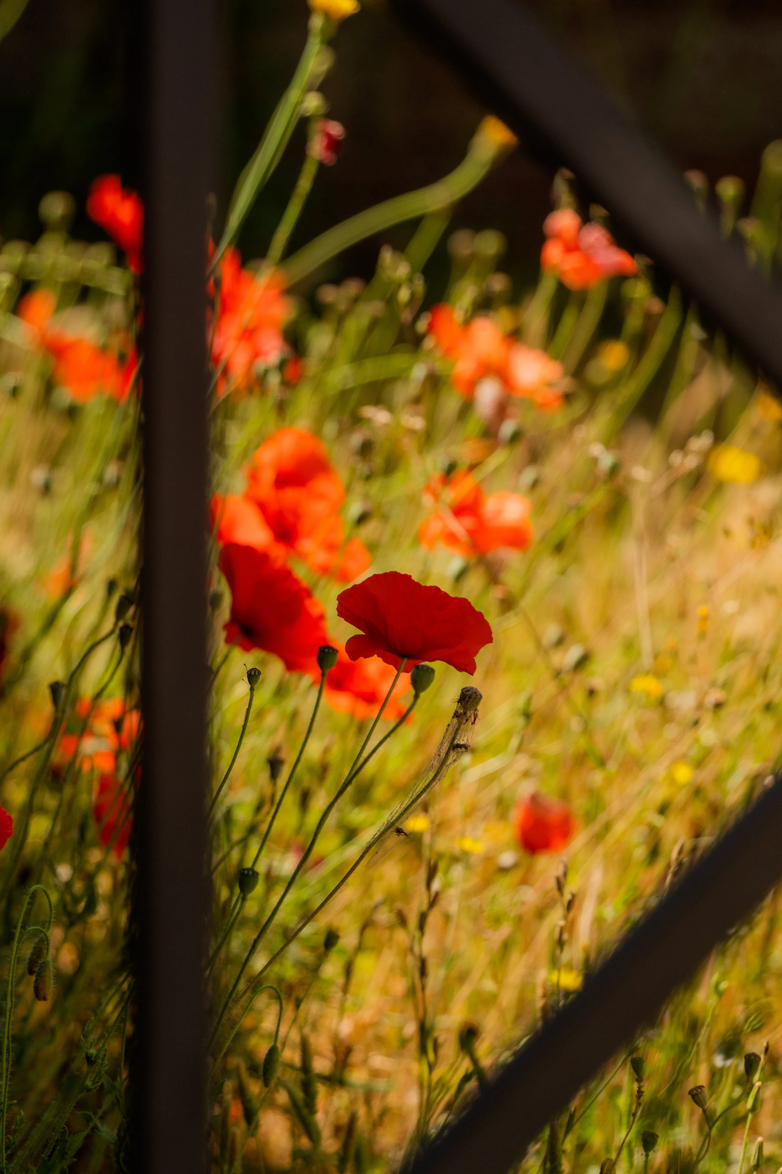 Poppies, 2026.
Pompeii, Italy.