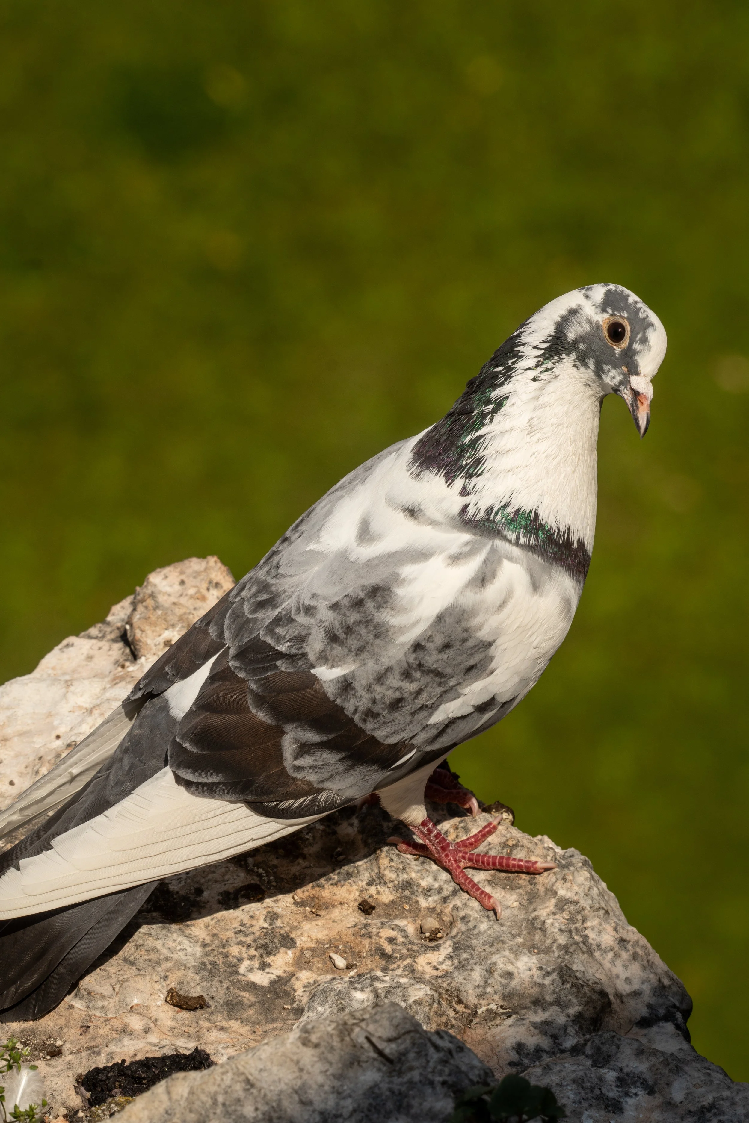Rock Dove, 2026.
Lake Garda, Italy.