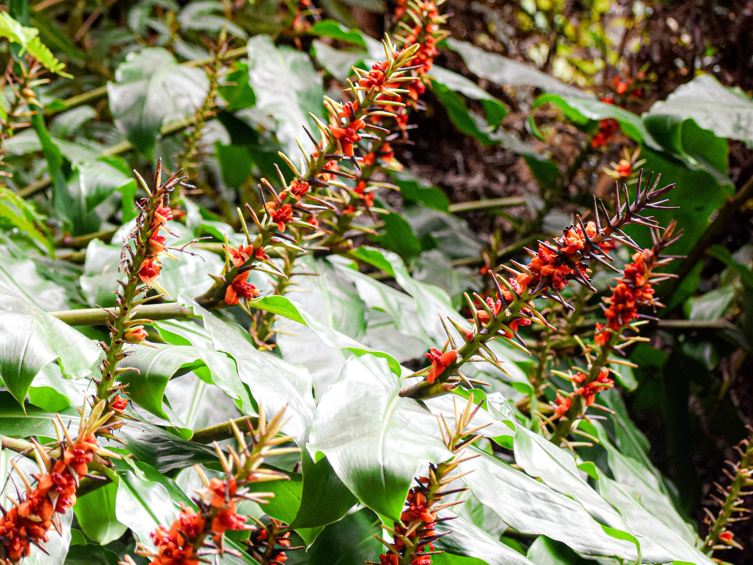 Scarlet Ginger-lilies, 2024.
Island of Hawaii, United States.
