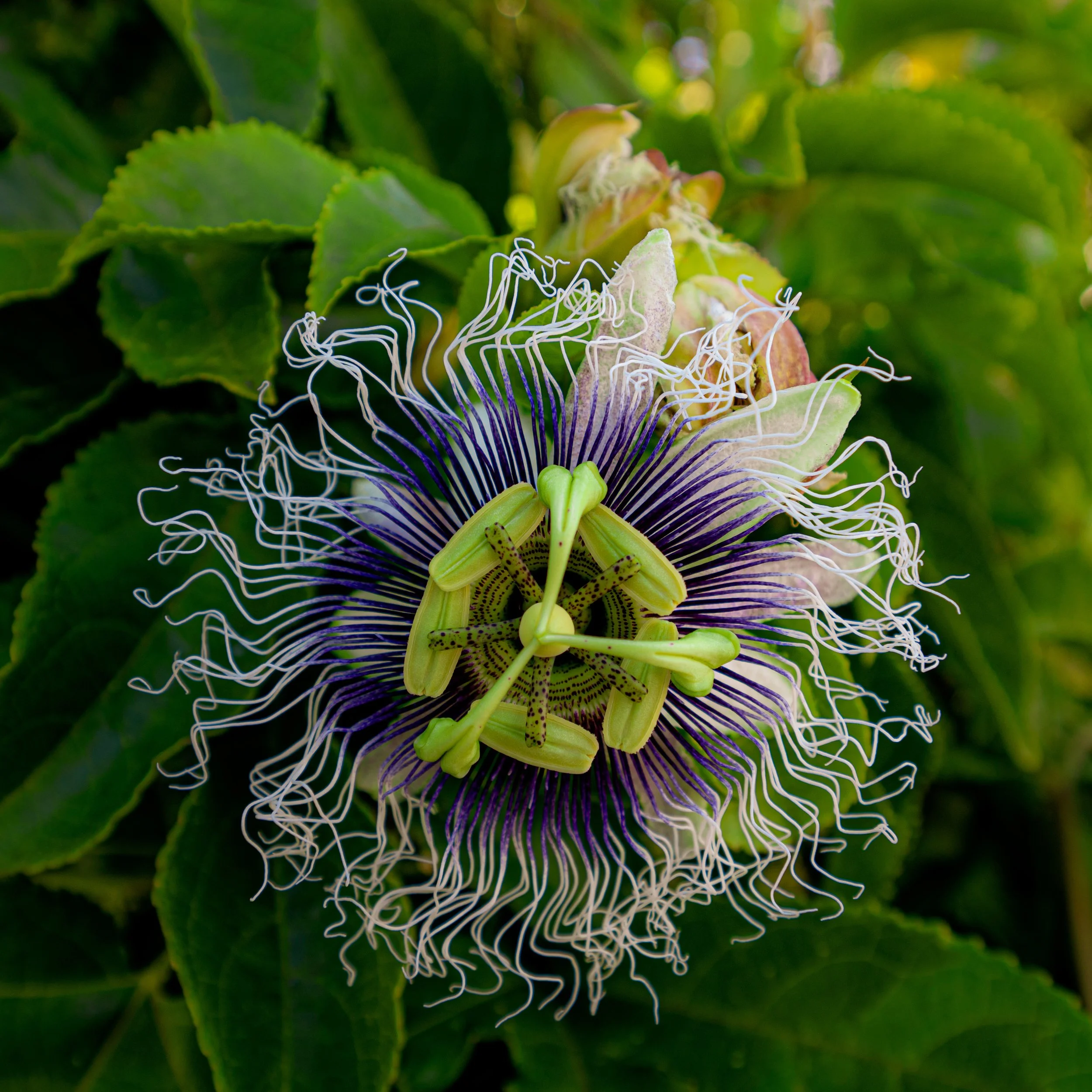 Passiflora edulis, 2024.
San Diego, California, United States.