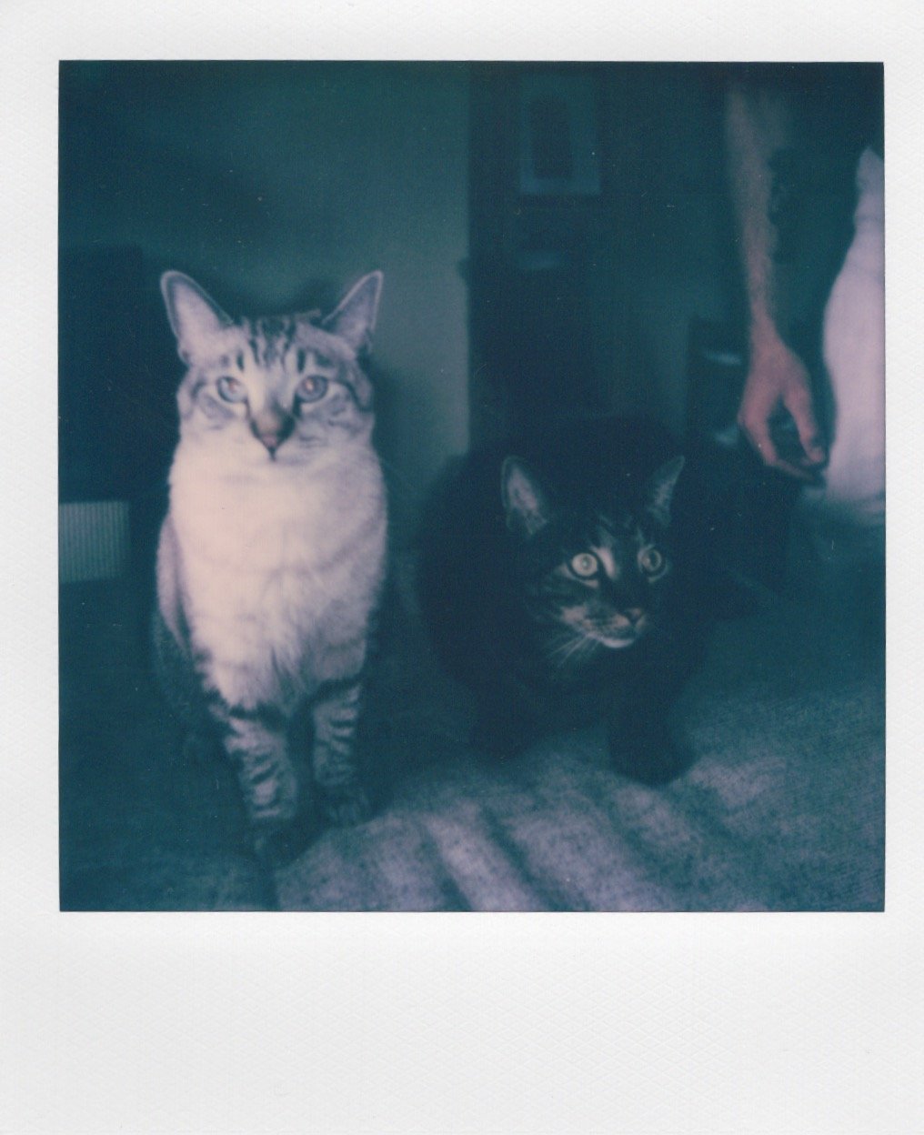 2024. San Diego, CA.
Portrait of Pico & Gallo (1/2).