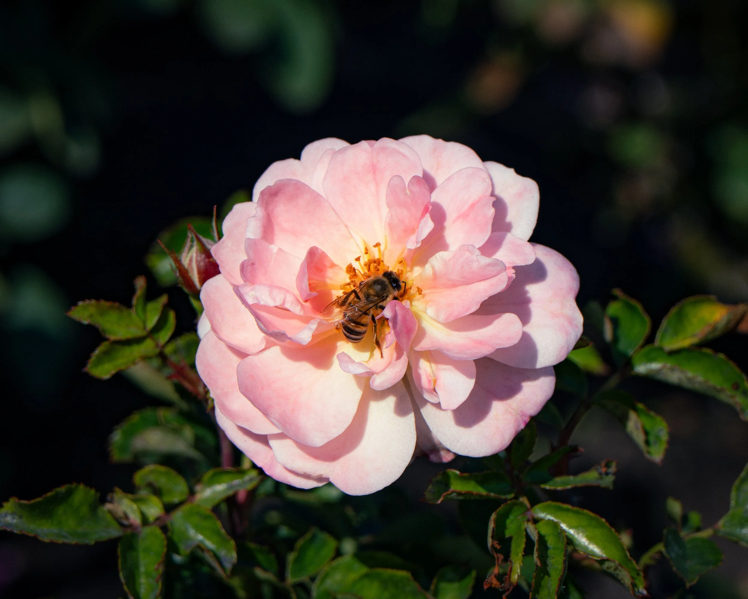 Bee Pollinating Rose, 2025.
San Diego, California, United States.