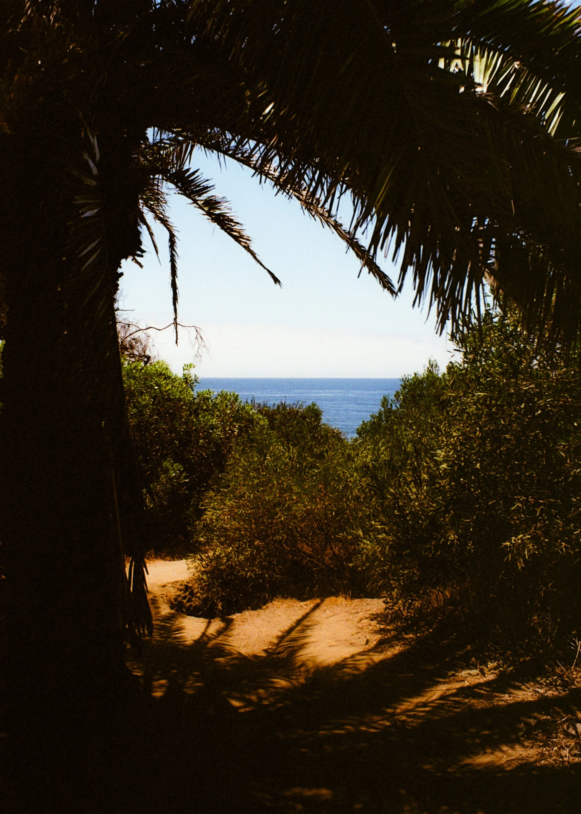 Palm Silhouette, 2025.
San Diego, California, United States.