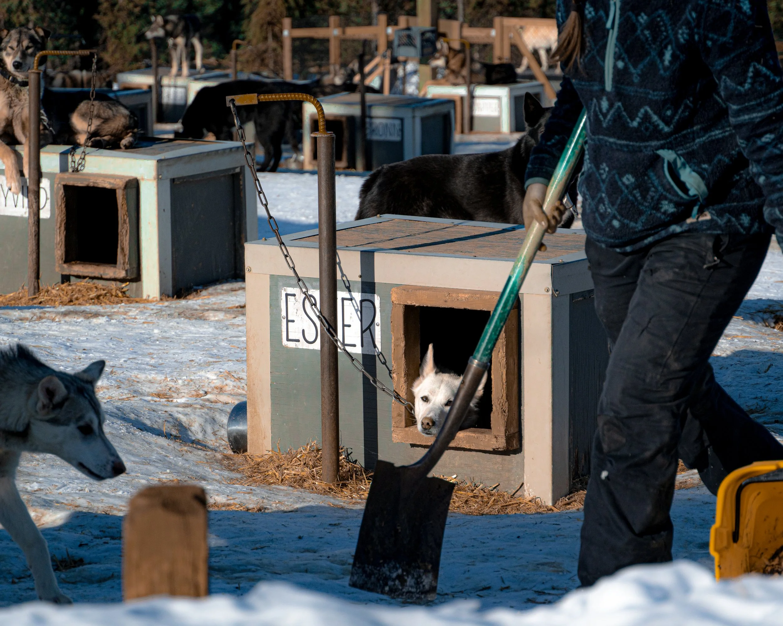 Black Spruce Dogs, 2025.
Fairbanks, AK, United States.