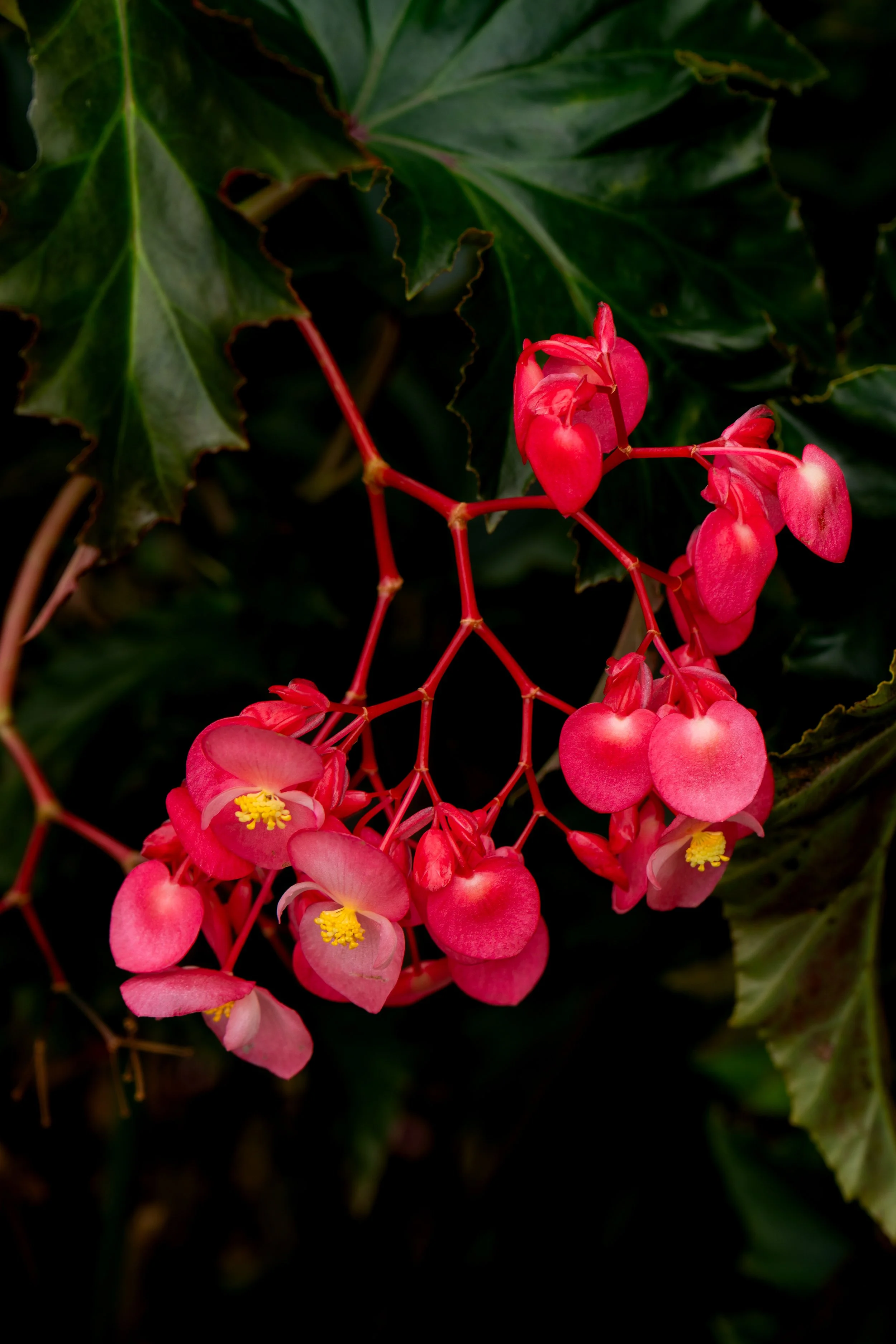 Scarlet Begonias, 2025.
San Diego, California, United States.