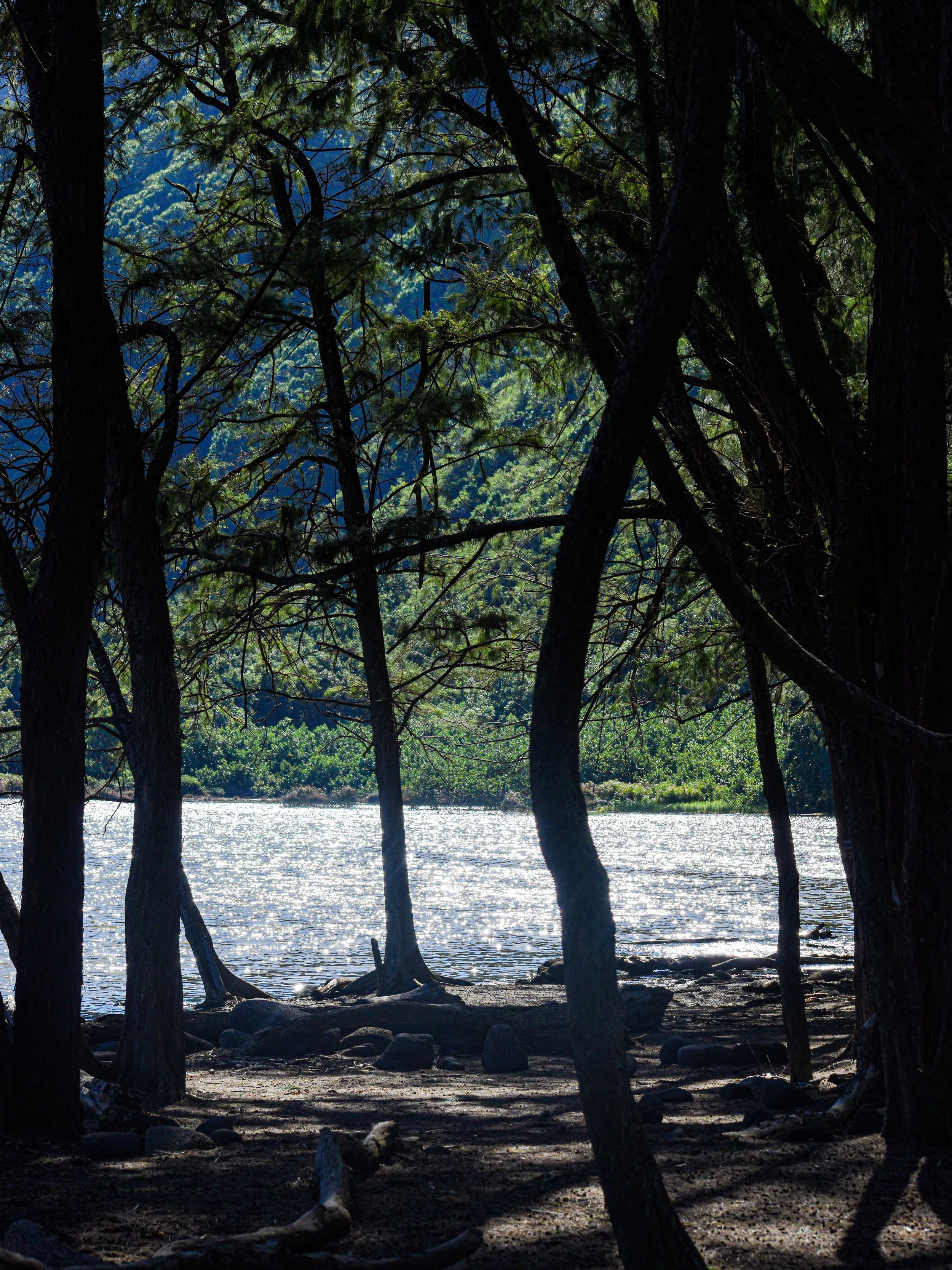Popolū Stream, 2024.
Island of Hawaii, United States.