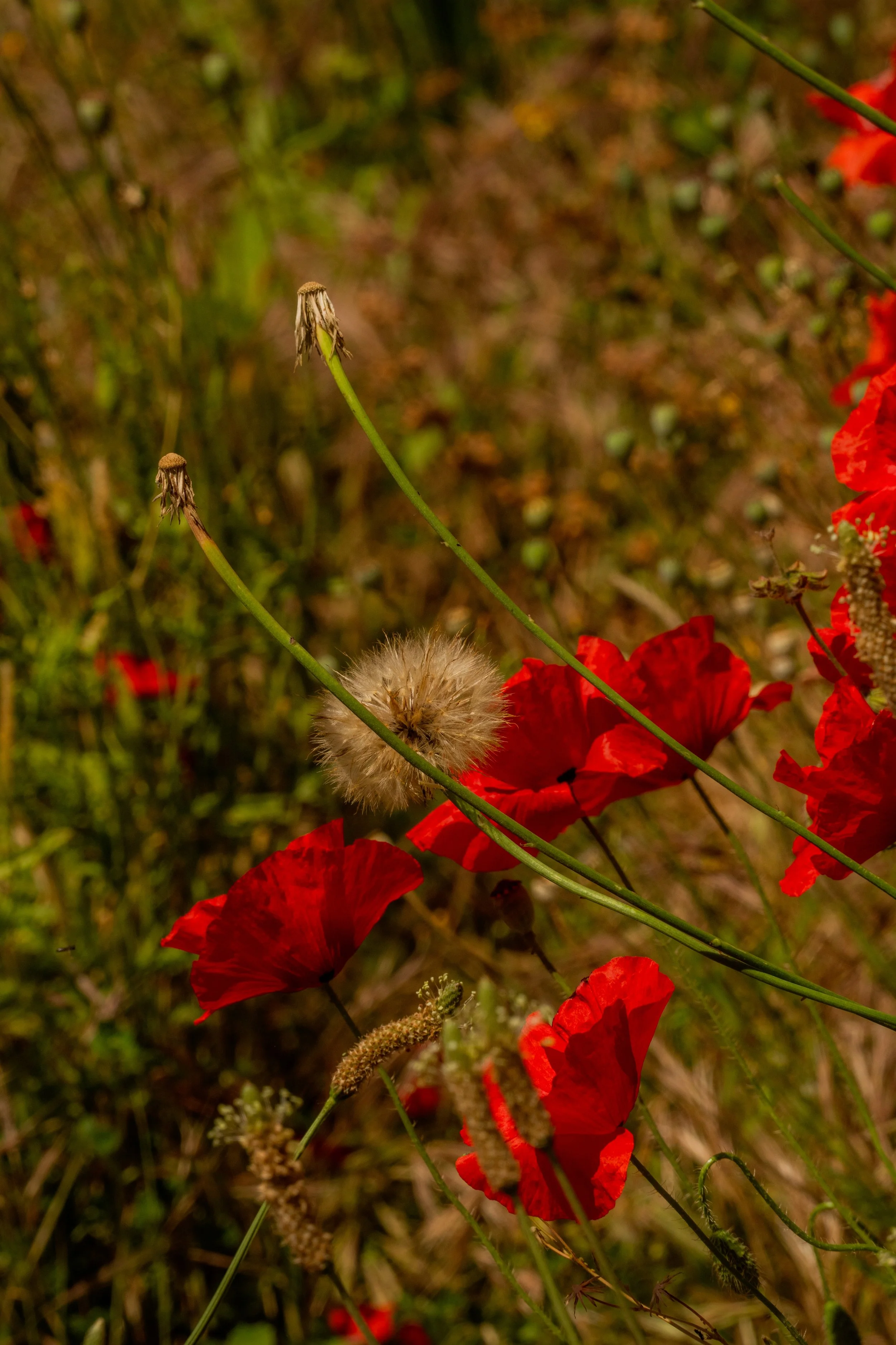 Poppies 2, 2026.
Pompeii, Italy.