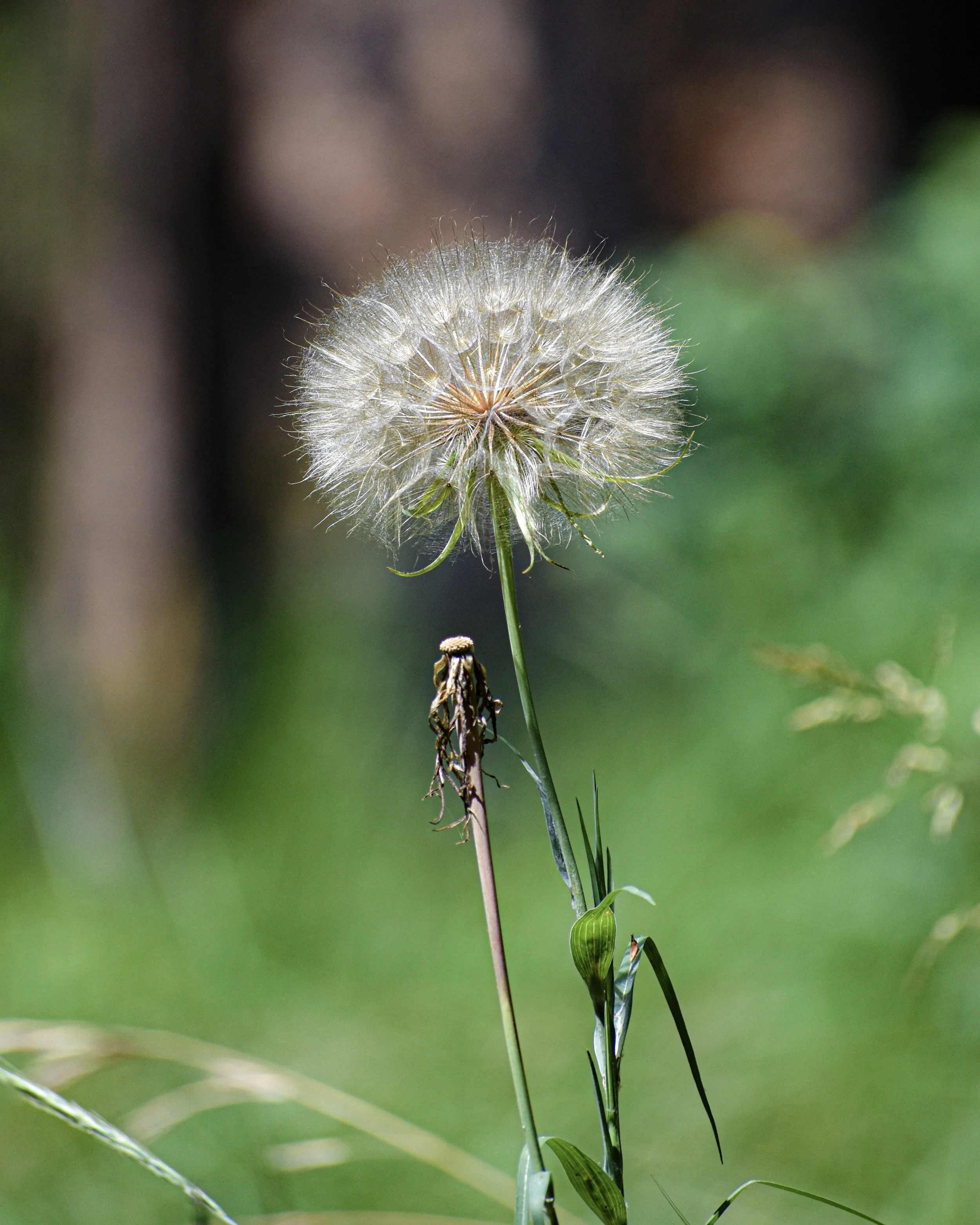 Western Salsify (tragopogon dubius), 2024.
Yosemite, California, United States.