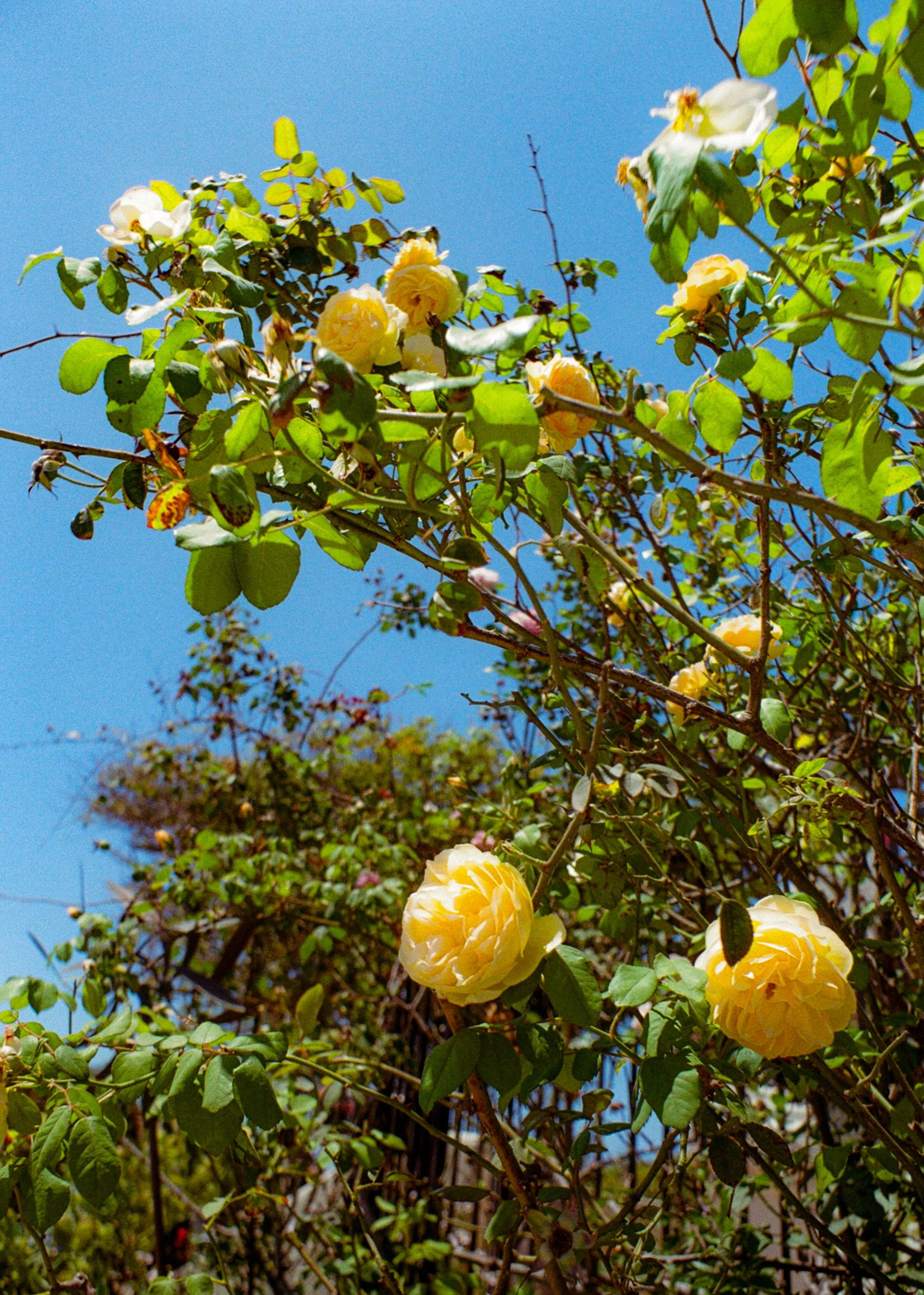 Yellow Roses on Film, 2025.
San Diego, California, United States.