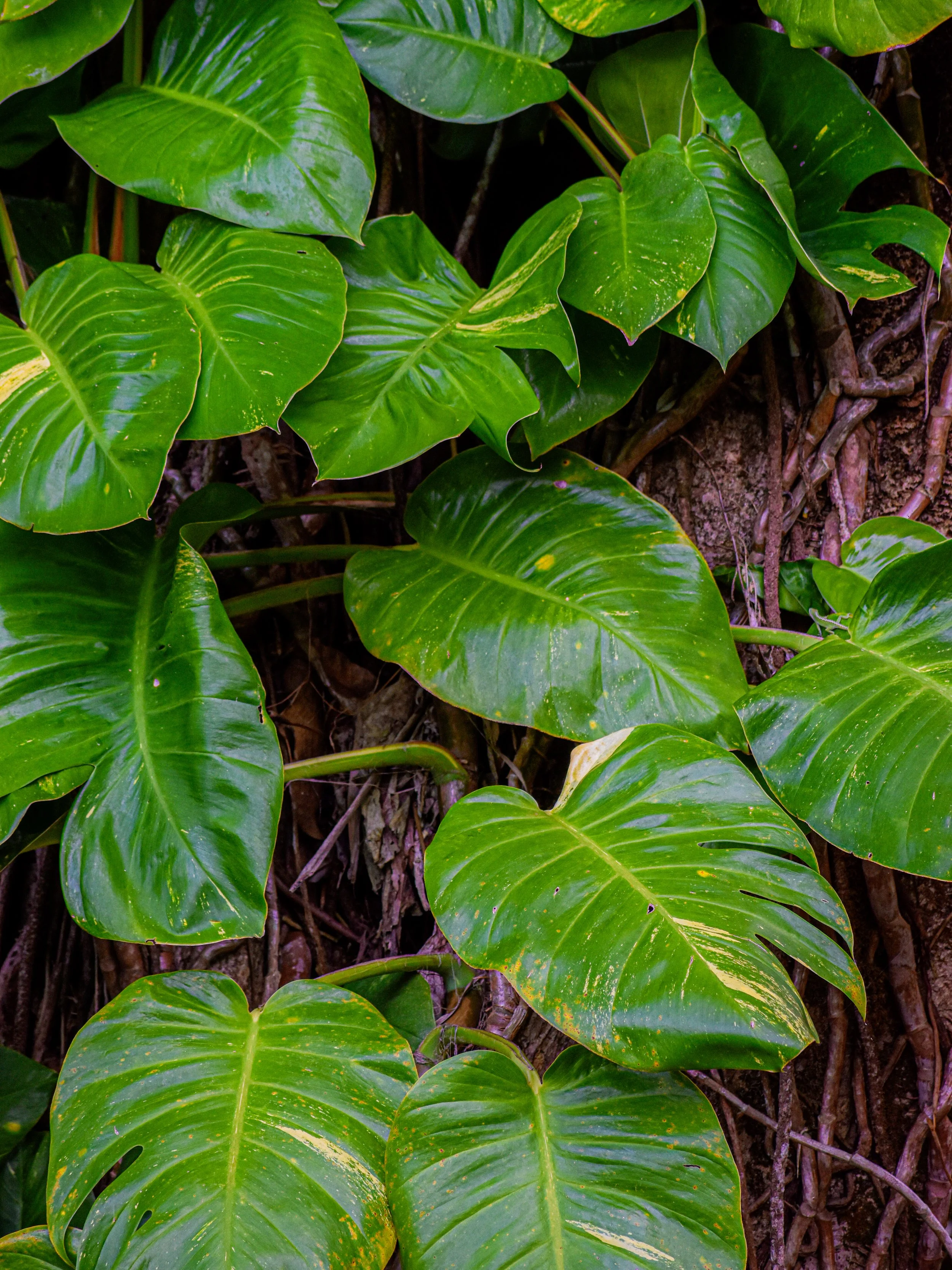 Giant Golden Pothos, 2024.
Island of Hawaii, United States.