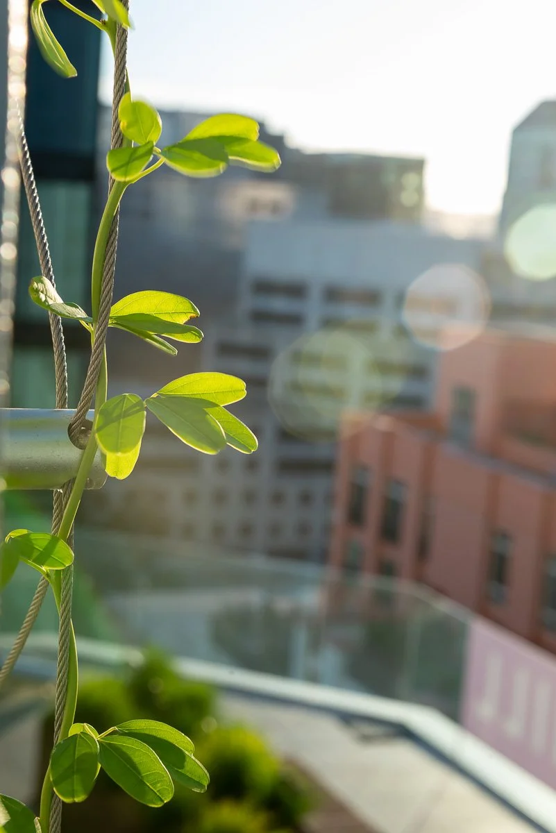 detail shot of leaves from a climbing vine plant