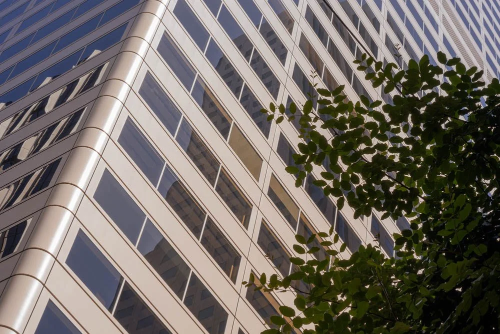 abstract detail of office building facade with leaves in foreground