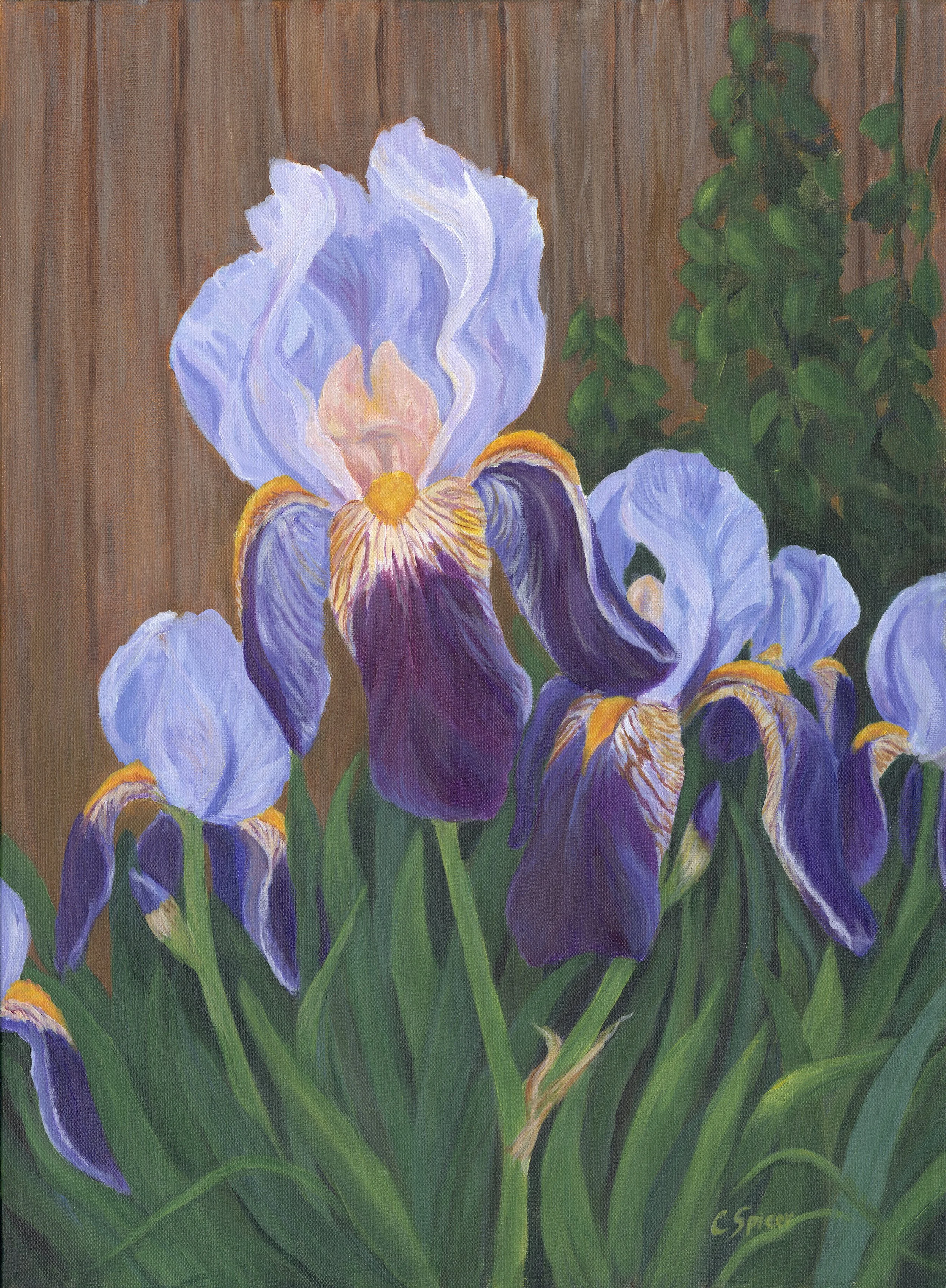 Bearded Iris.jpg