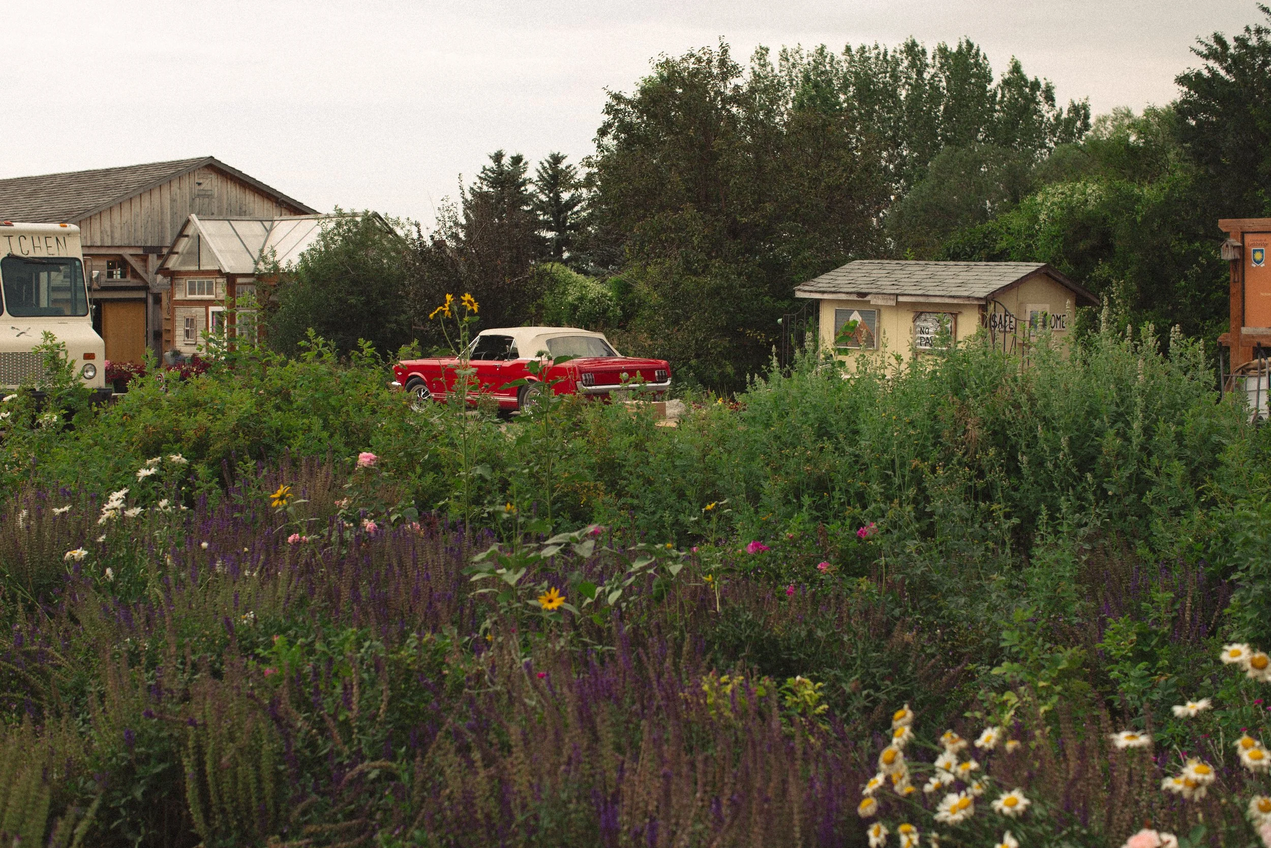 A rural garden scene with colorful flowers, a pickup truck, and small buildings in the background.
