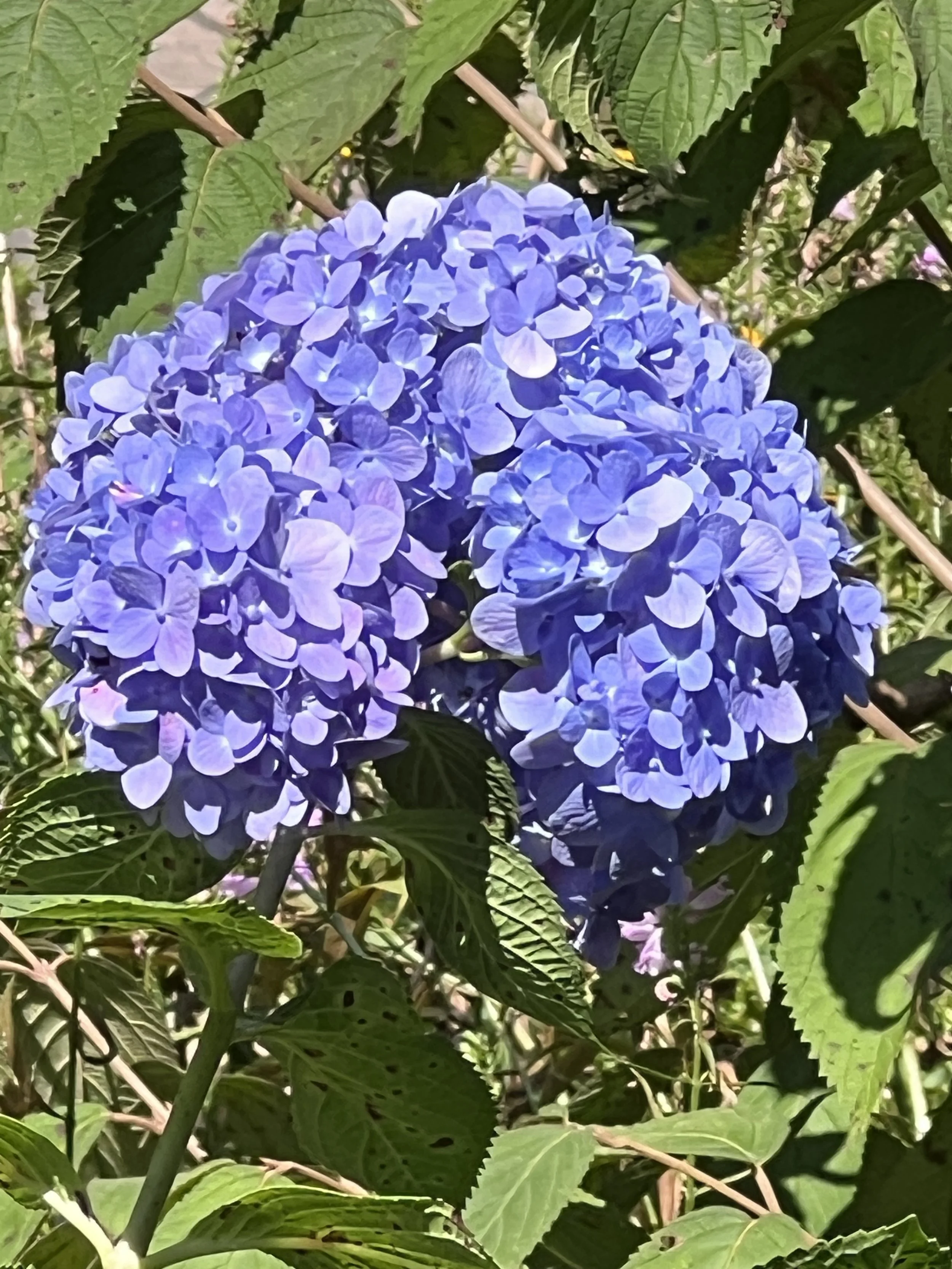 Weekly Yoga - Dahlonega Yoga Collective