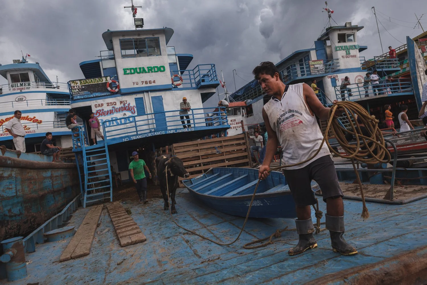 A cargo lancha unloads livestock and goods at the busy port of Iquitos, Peru. These riverboats are vital lifelines on the Amazon, carrying passengers, supplies, and animals to remote communities along the river.