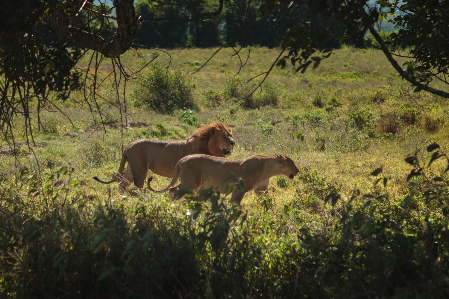 A lion and lioness spotted walking through the grasslands of Nakuru National Park during a 2012 safari in Kenya.