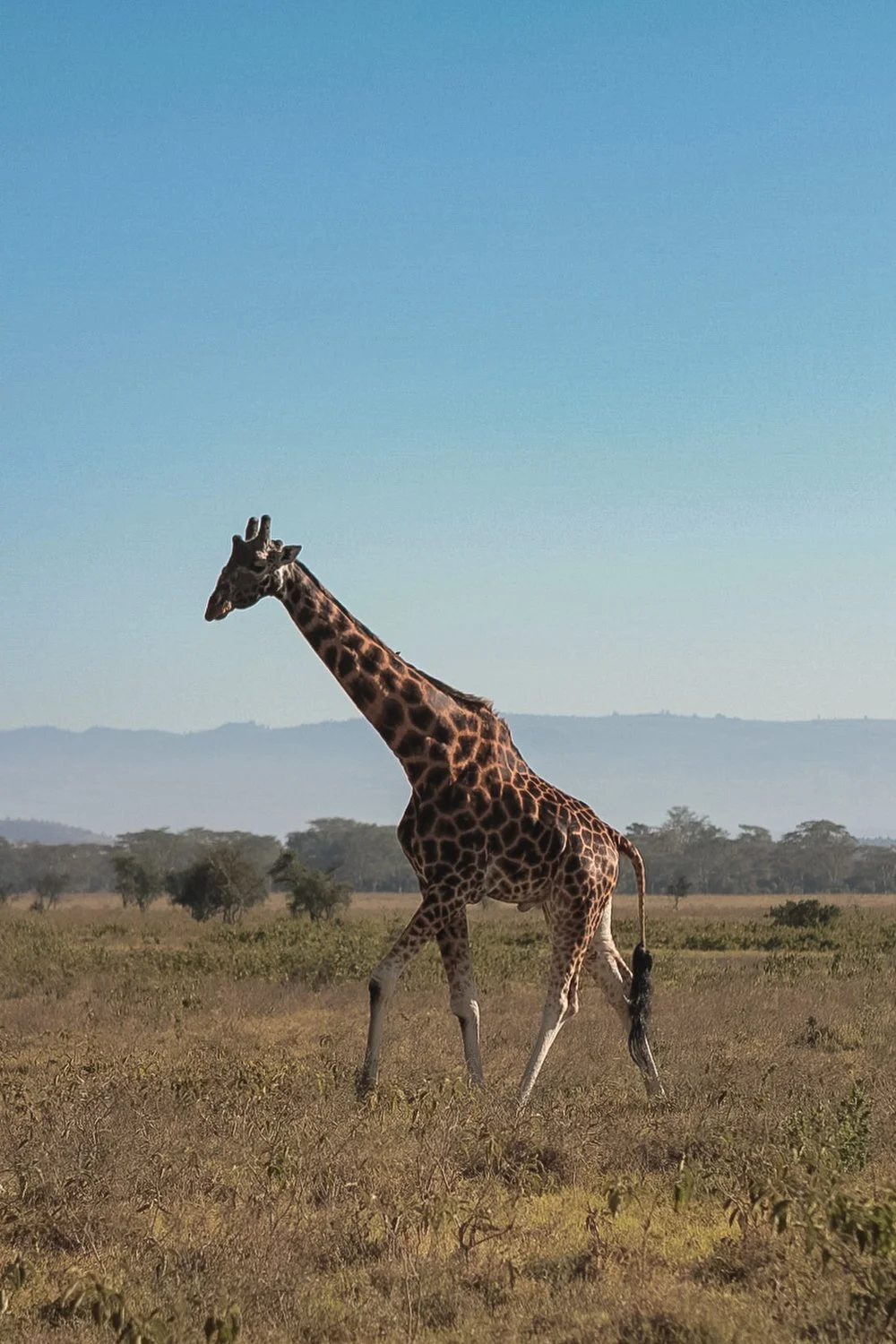 A giraffe captured in the wild while walking through the grasslands of Nakuru National Park during a Kenya safari in 2012.