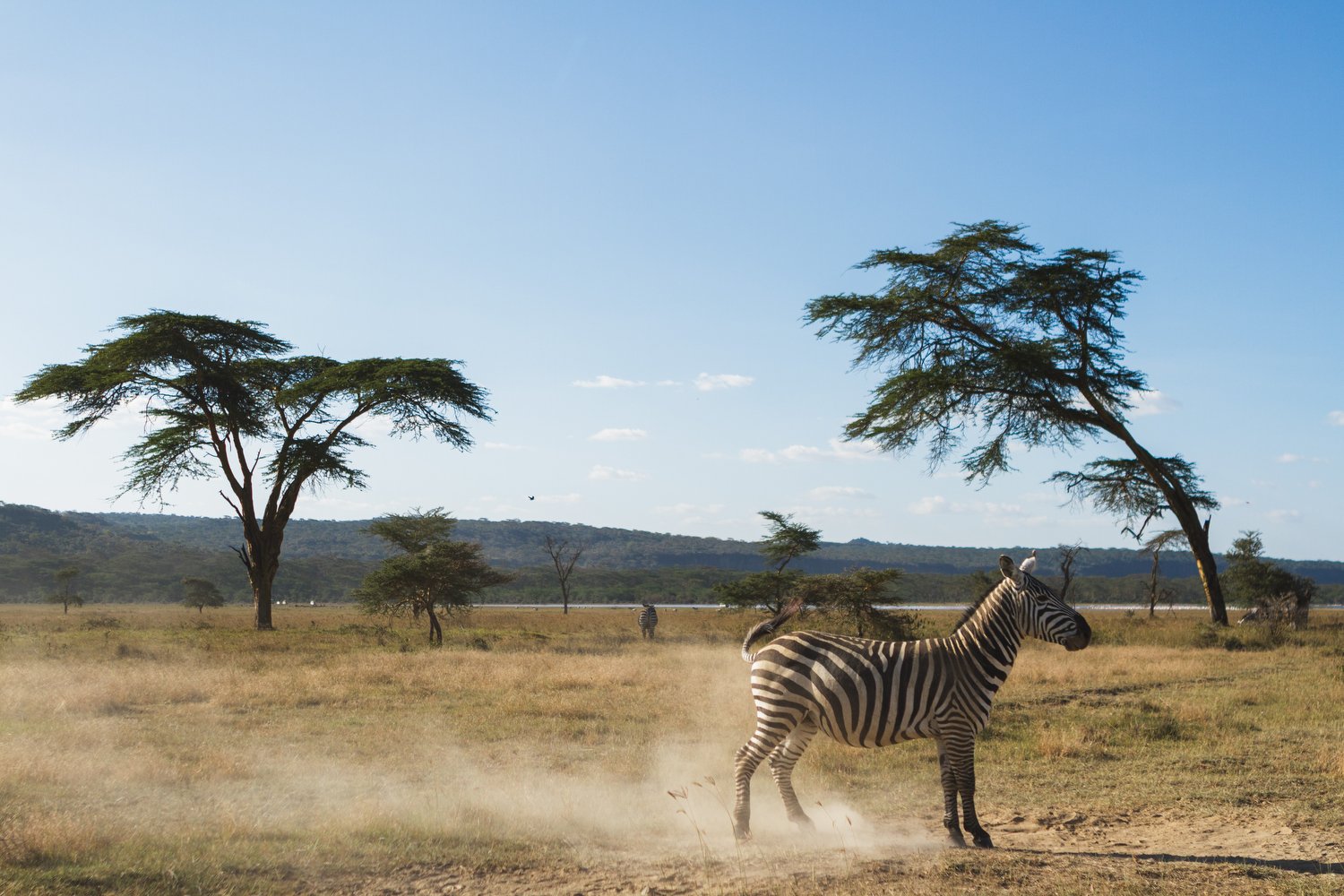 A zebra stirs up dust while standing on the open plains of Nakuru National Park, Kenya, framed by acacia trees and blue skies.