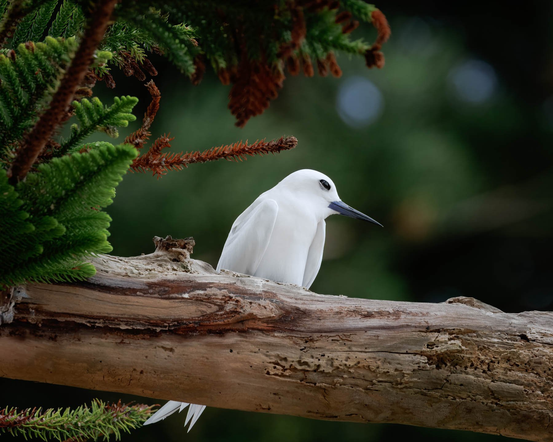 Moody photograph of a White Tern in a pine tree, with green pine needles on one side and a clear background behind the bird