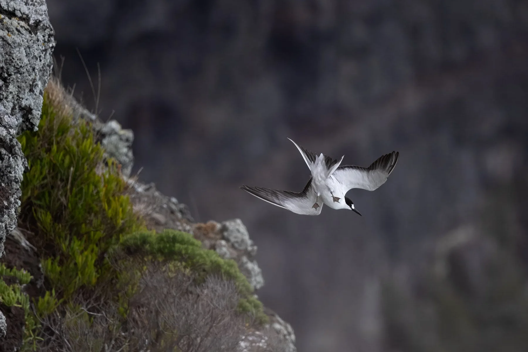 Photograph of a Sooty Tern launching itself off a cliff, revealing its cute feet.