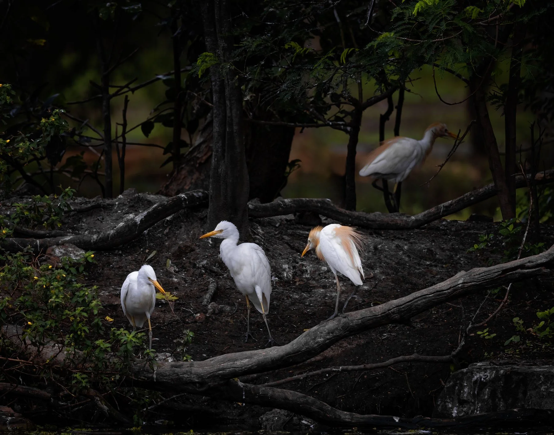 Four Egrets gather on an island in a lake, looking like an Old Masters painting with a dark, moody background.