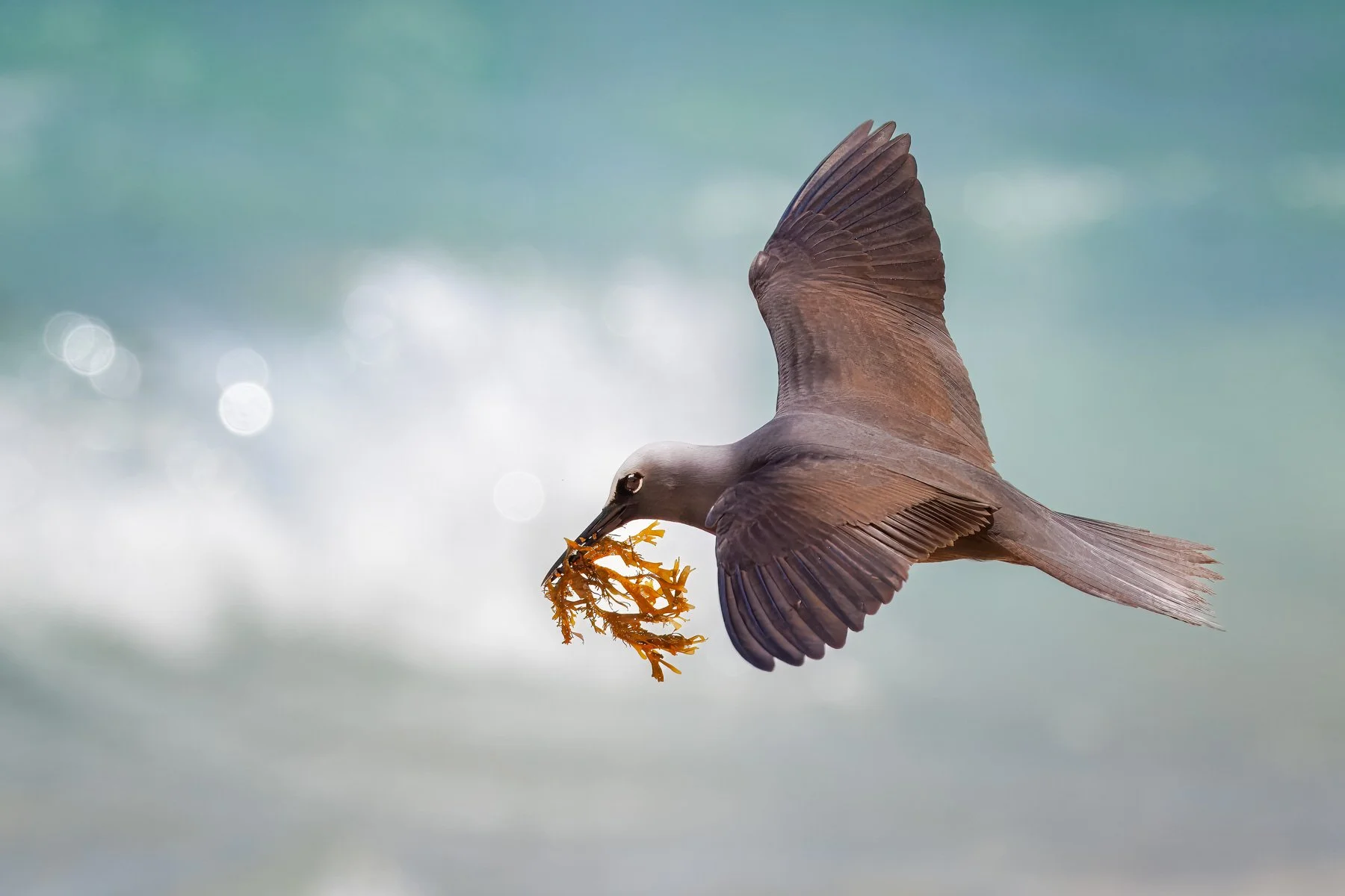 Photograph of a Brown Noddy, flying with a bunch of seaweed in its beak. Background is blurred deep aqua ocean with white waves.
