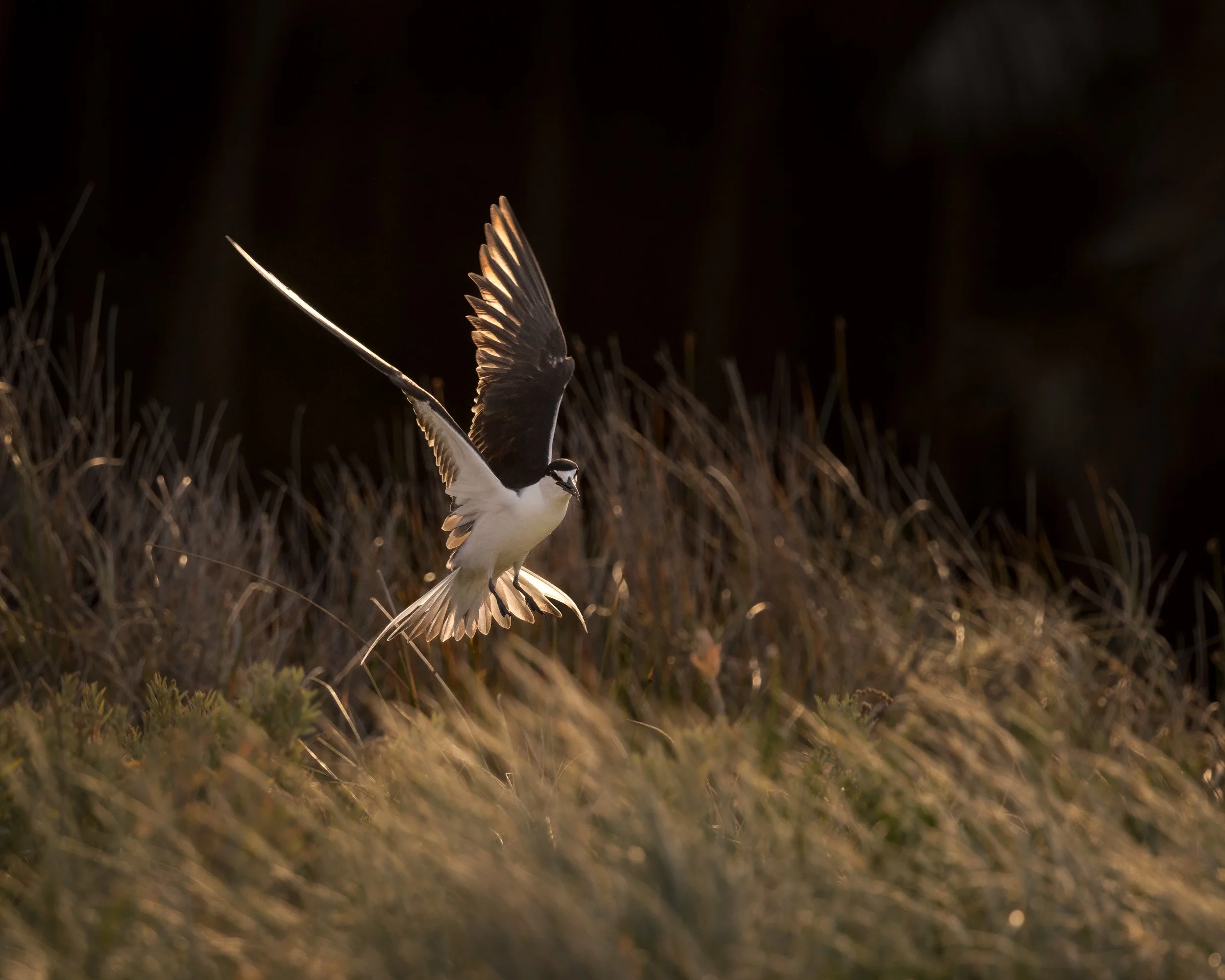 Photography of a Sooty Tern, wings catching the afternoon light. The bird is hovering above grassy sand dunes.