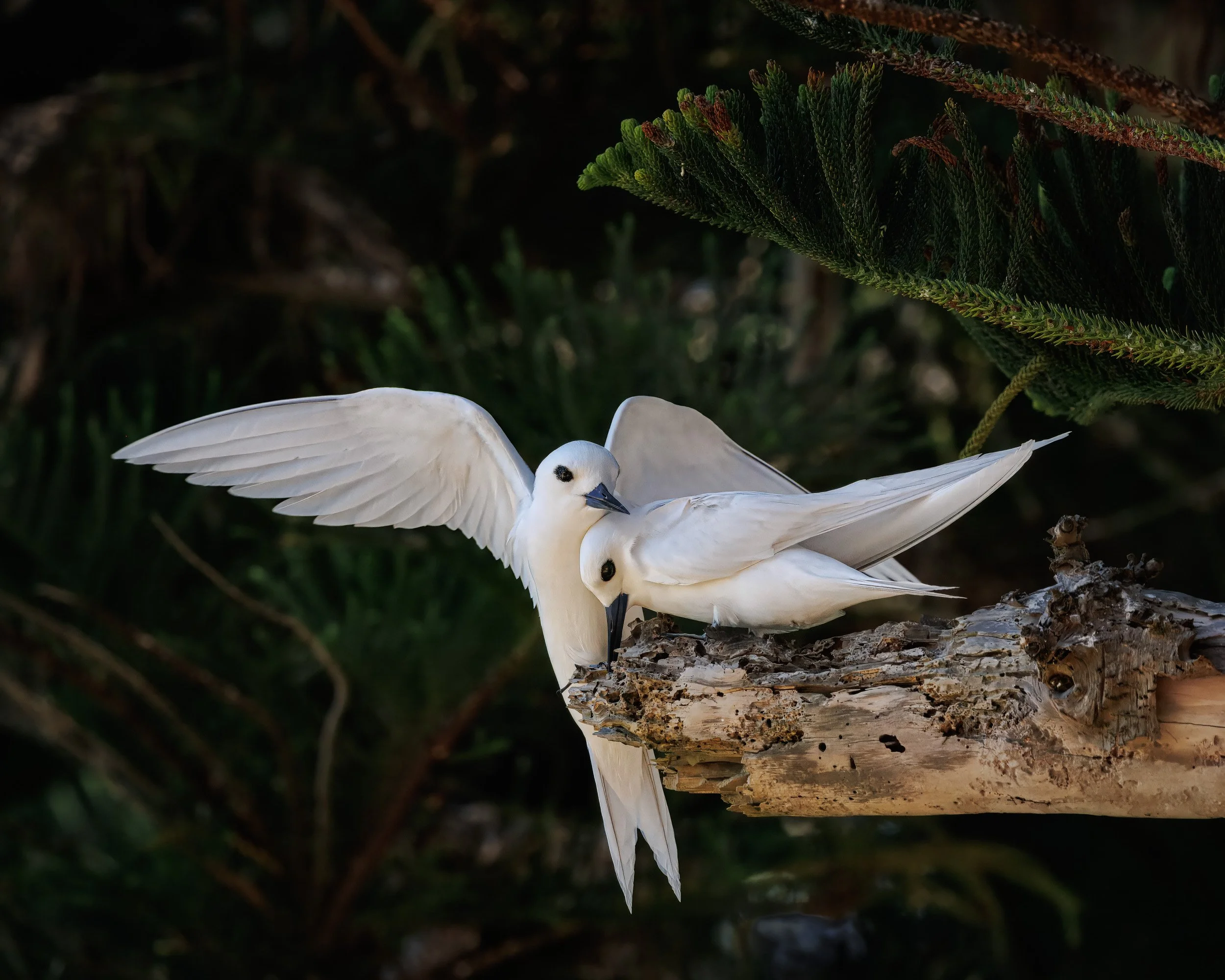 A pair of White Terns close together on the end of a branch, one with its wings spread. Background is a dark, with some pine tree leaves visible.