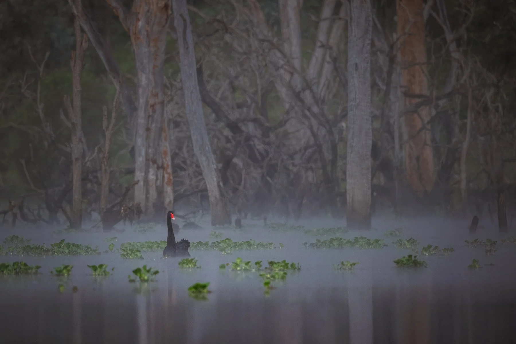 A lone Black Swan floats on the water, surrounded by mist, with a backdrop of dead trees.
