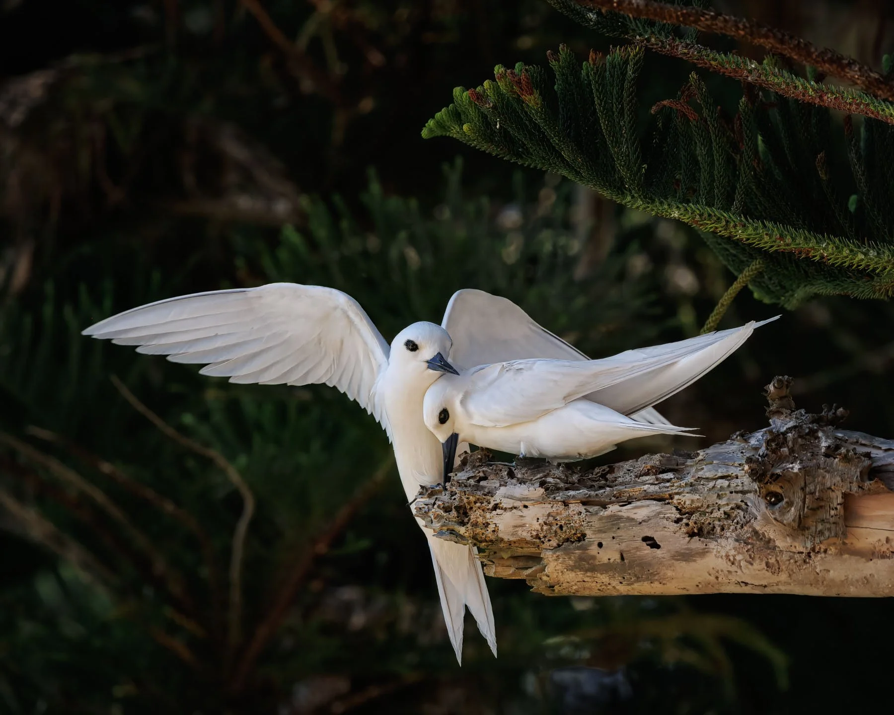 A pair of White Terns close together on the end of a branch, one with its wings spread. Background is a dark, with some pine tree leaves visible.