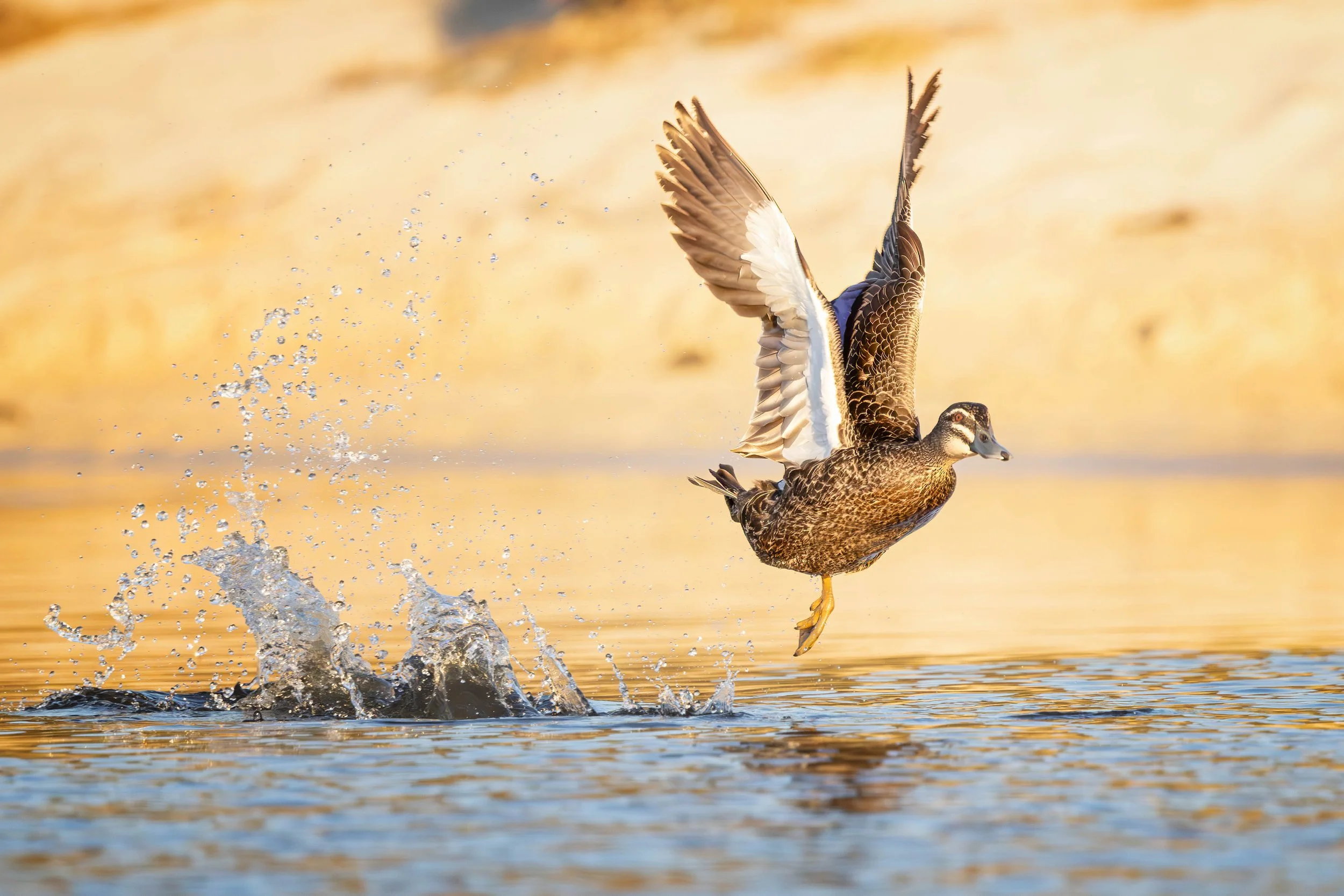 Duck taking off at beach.jpg