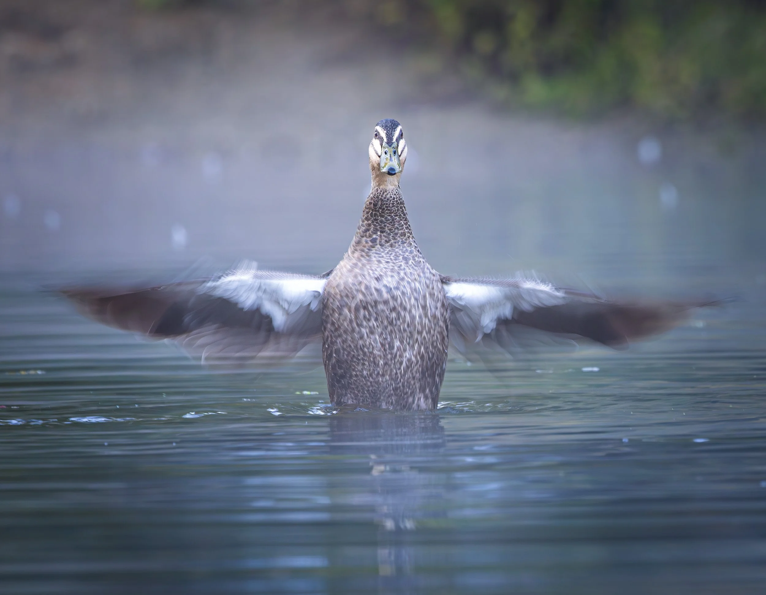 PB Duck shaking off wing blur.jpg