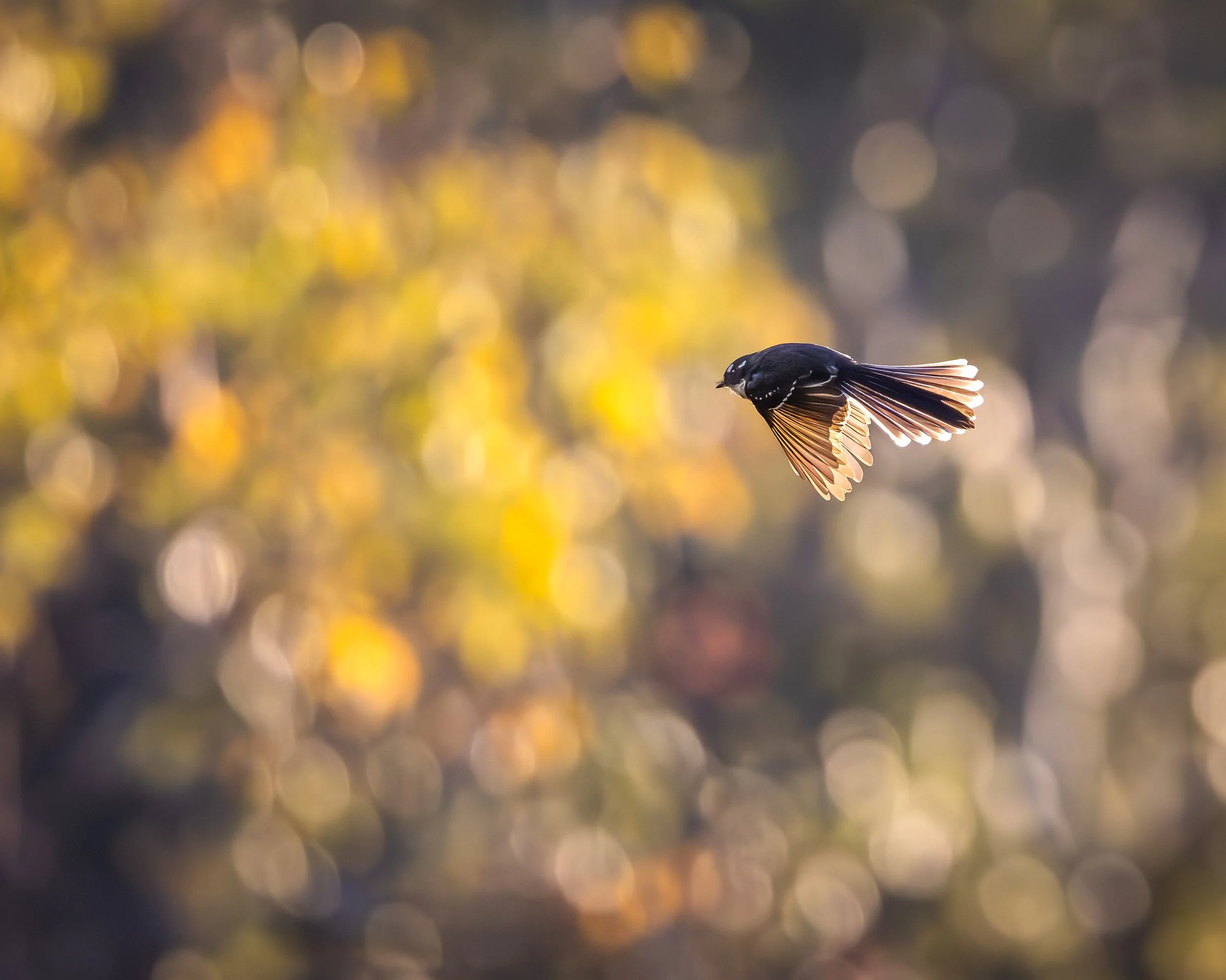 Willy Wagtail sunset bokeh.jpg