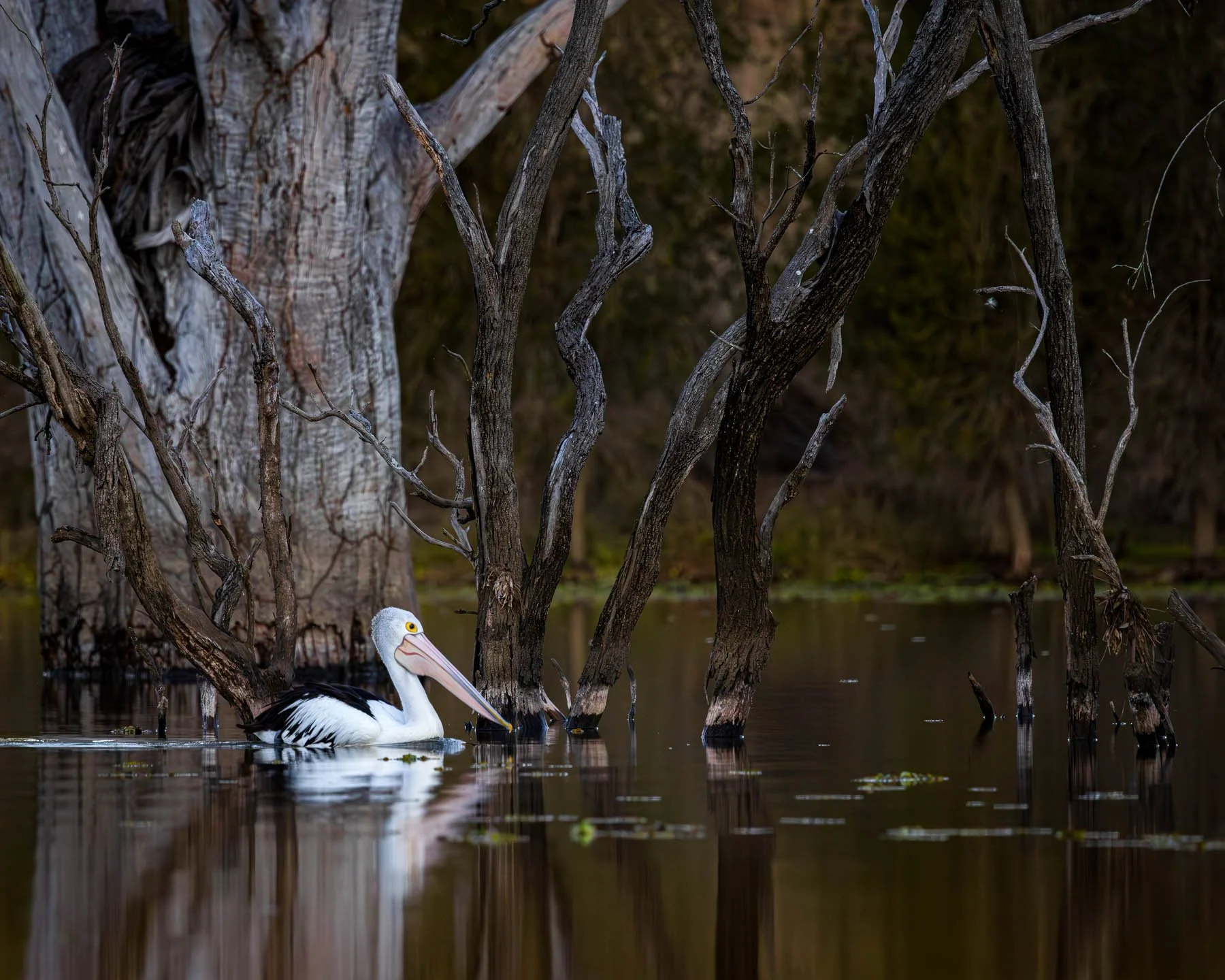 An Australian Pelican glides on still water in front of dead trees on a dam. Gentle and moody.