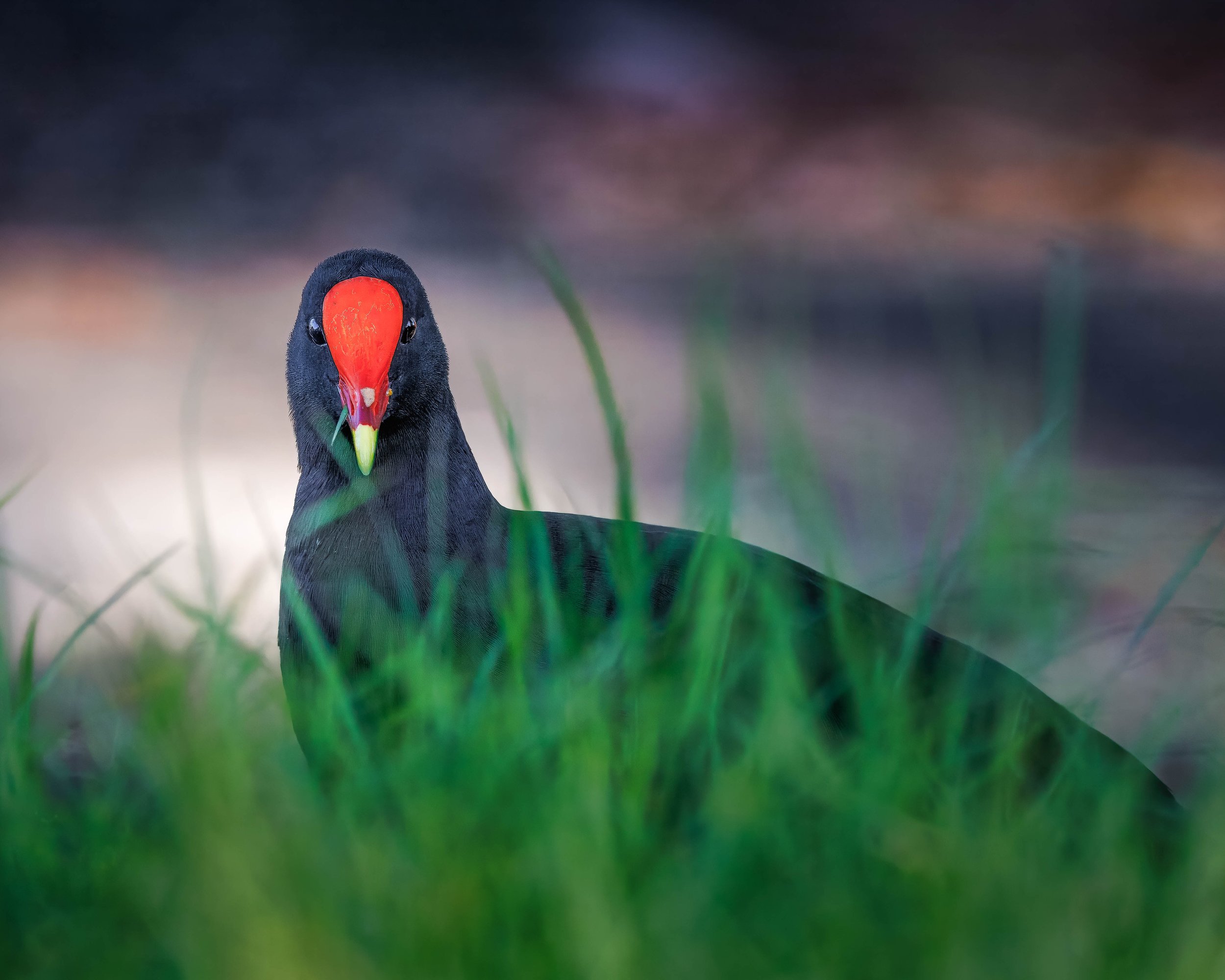 Dusky Moorhen.jpg