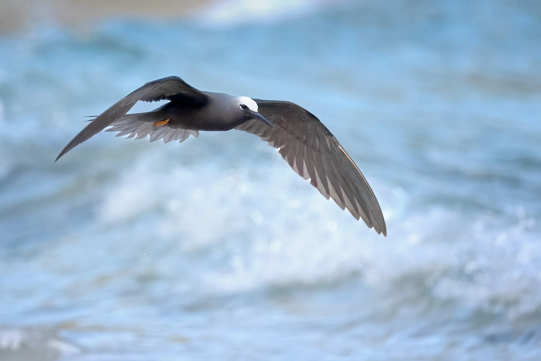 Photograph of a Black Noddy flying low over water and waves, which create a soft blue and white background.