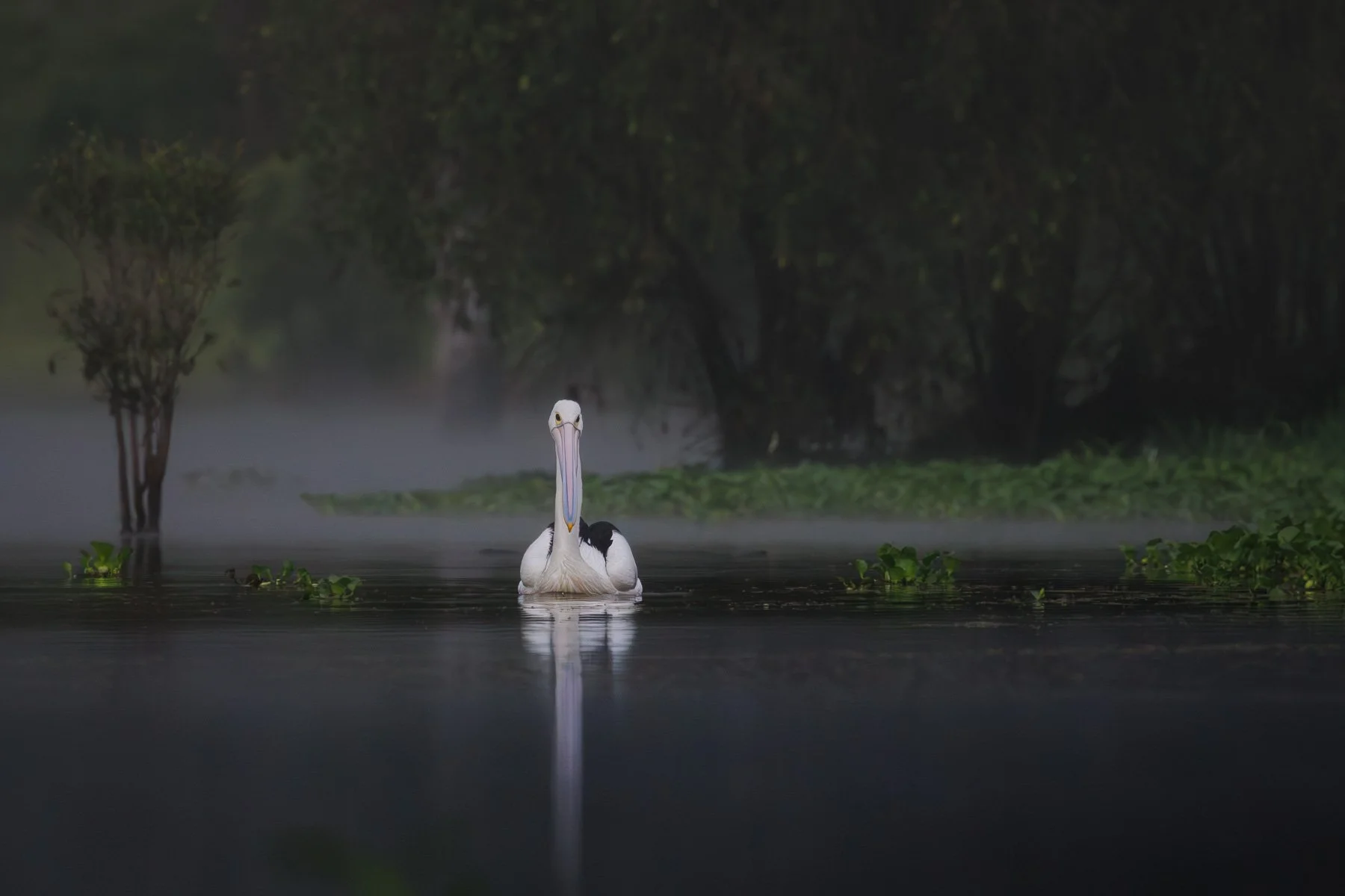 An Australian Pelican glides serenely on dam with a background of mist rising off the water. Gentle and moody.