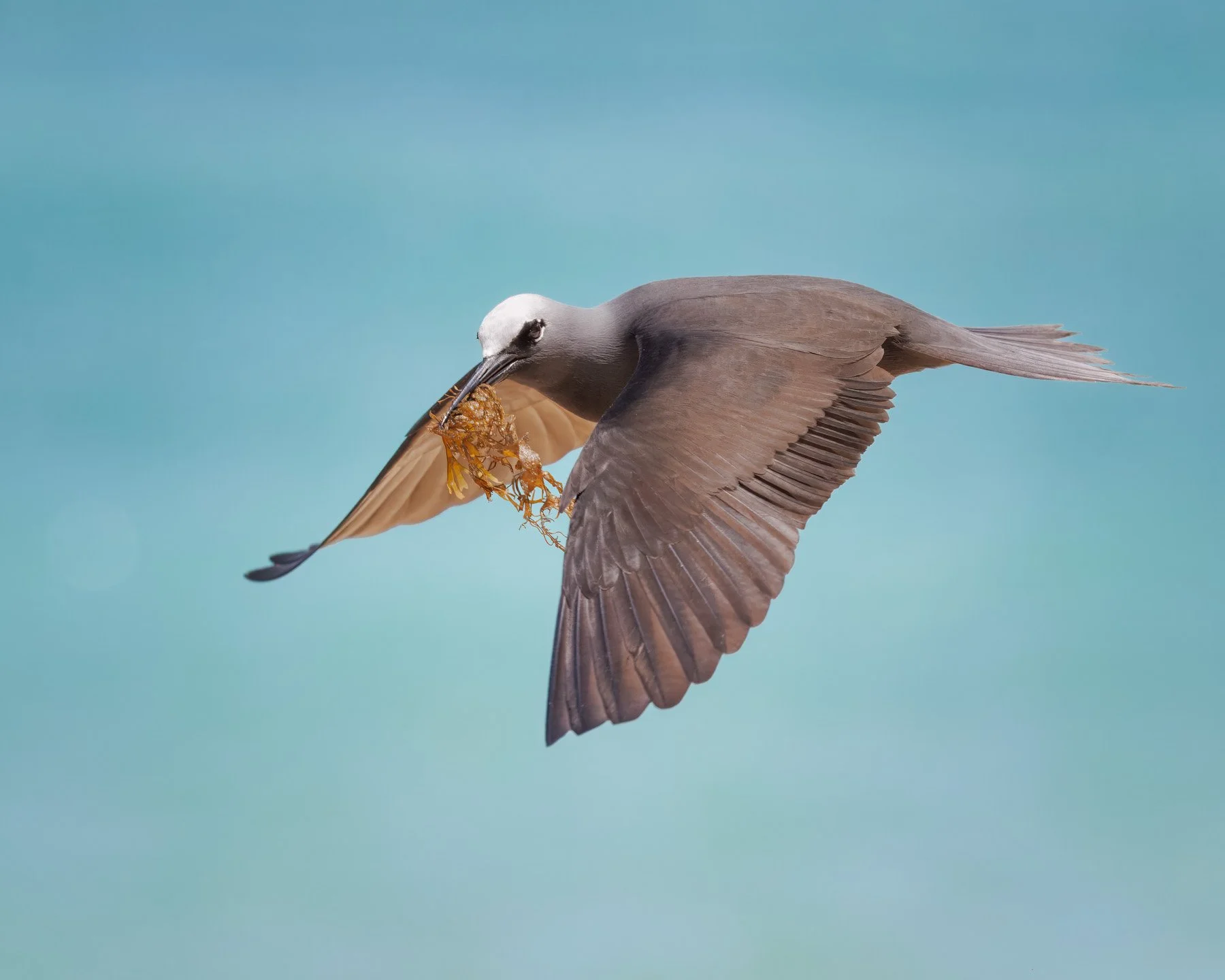 Photograph of a Brown or Black Noddy flying with seaweed in its beak, collected to build up its nest. Background is deep aqua from the colour of the ocean.