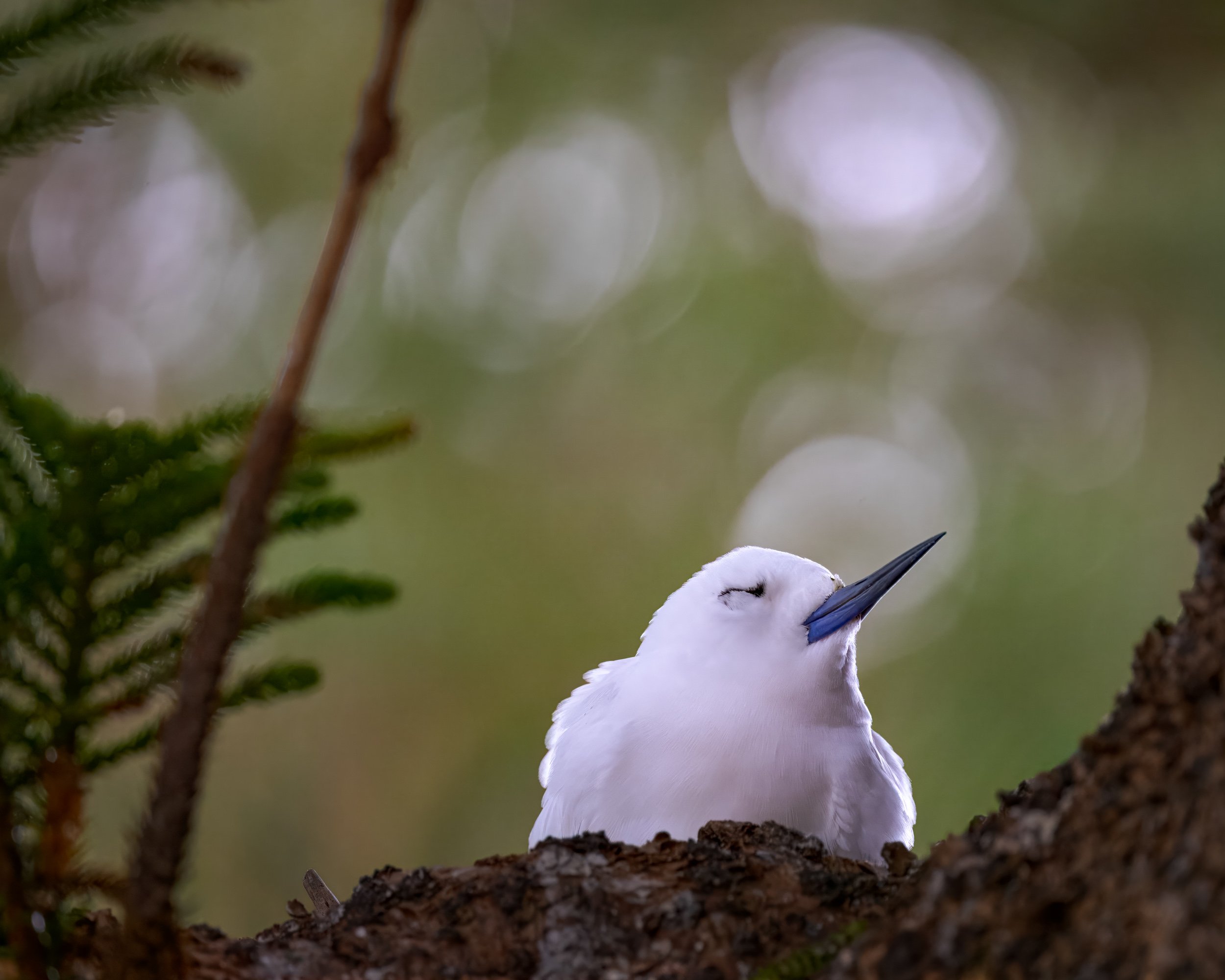 Moody photograph of a White Tern sitting in a tree, dozing off. Background is clear with pretty bokeh.