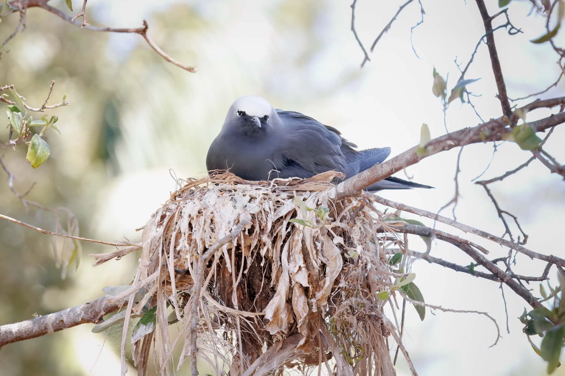 Photograph of a Black Noddy sitting on a nest looking relaxed. Background is light and airy.